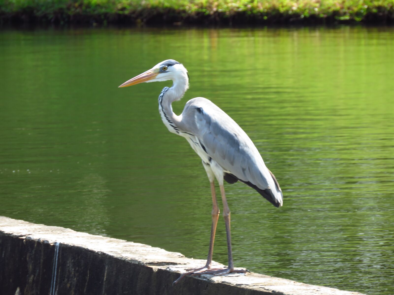 Canon PowerShot SX60 HS sample photo. Heron, bird, river photography