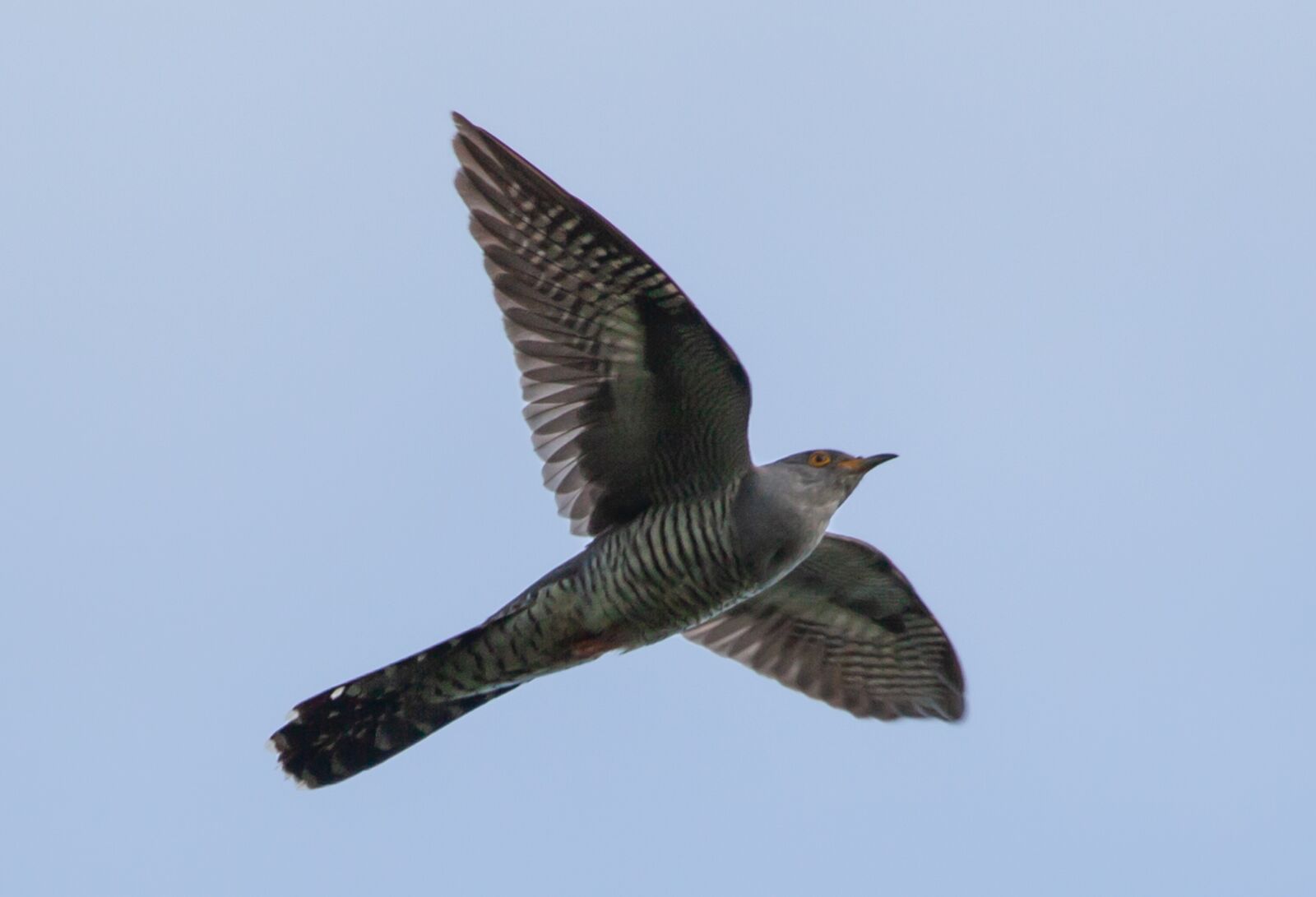 Canon EOS 5D Mark II + Canon EF 100-400mm F4.5-5.6L IS II USM sample photo. Cuckoo, eurasian cuckoo, flying photography