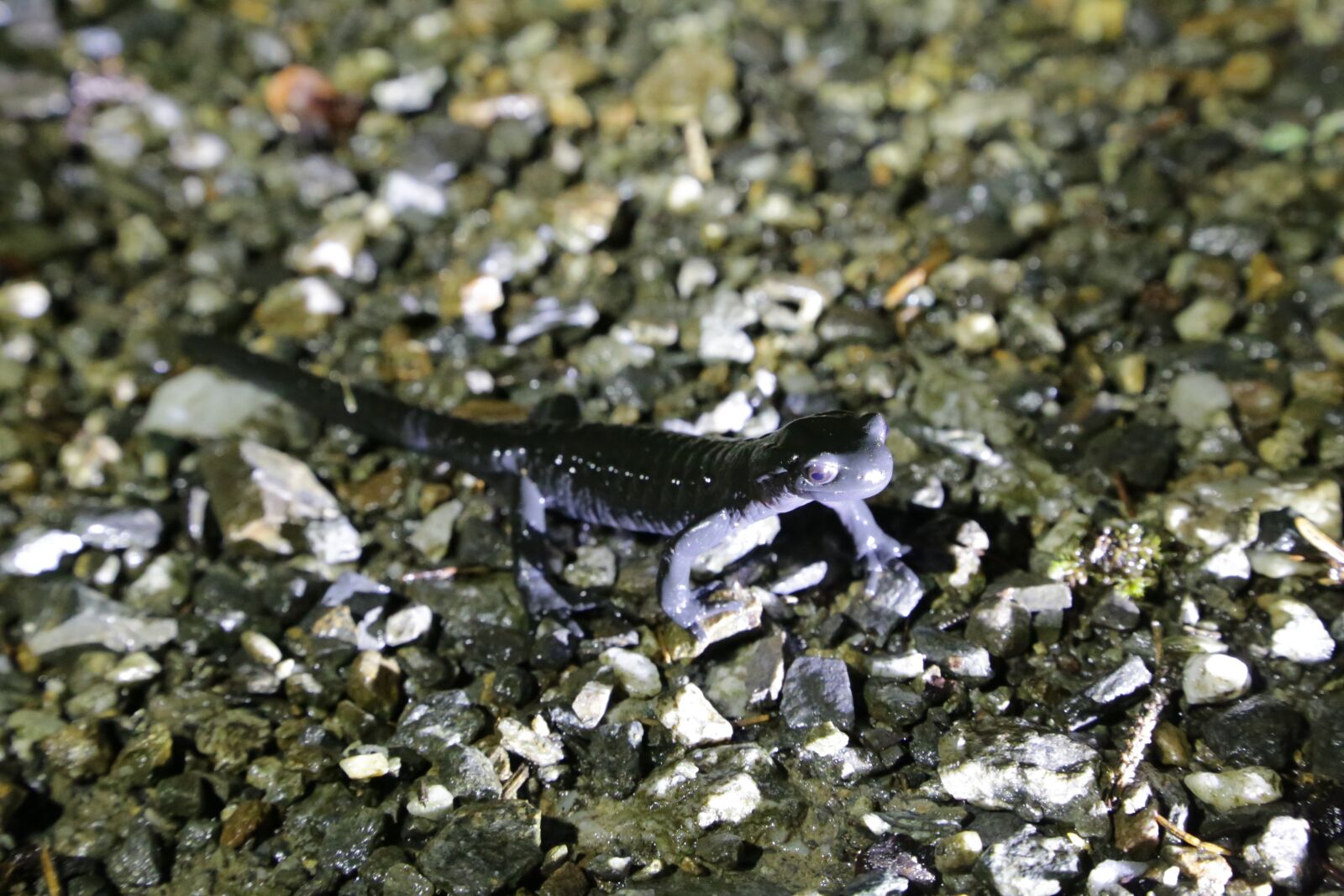 Canon EOS 6D + Canon EF 24-105mm F4L IS USM sample photo. Alpine salamander, salamander, amphibian photography