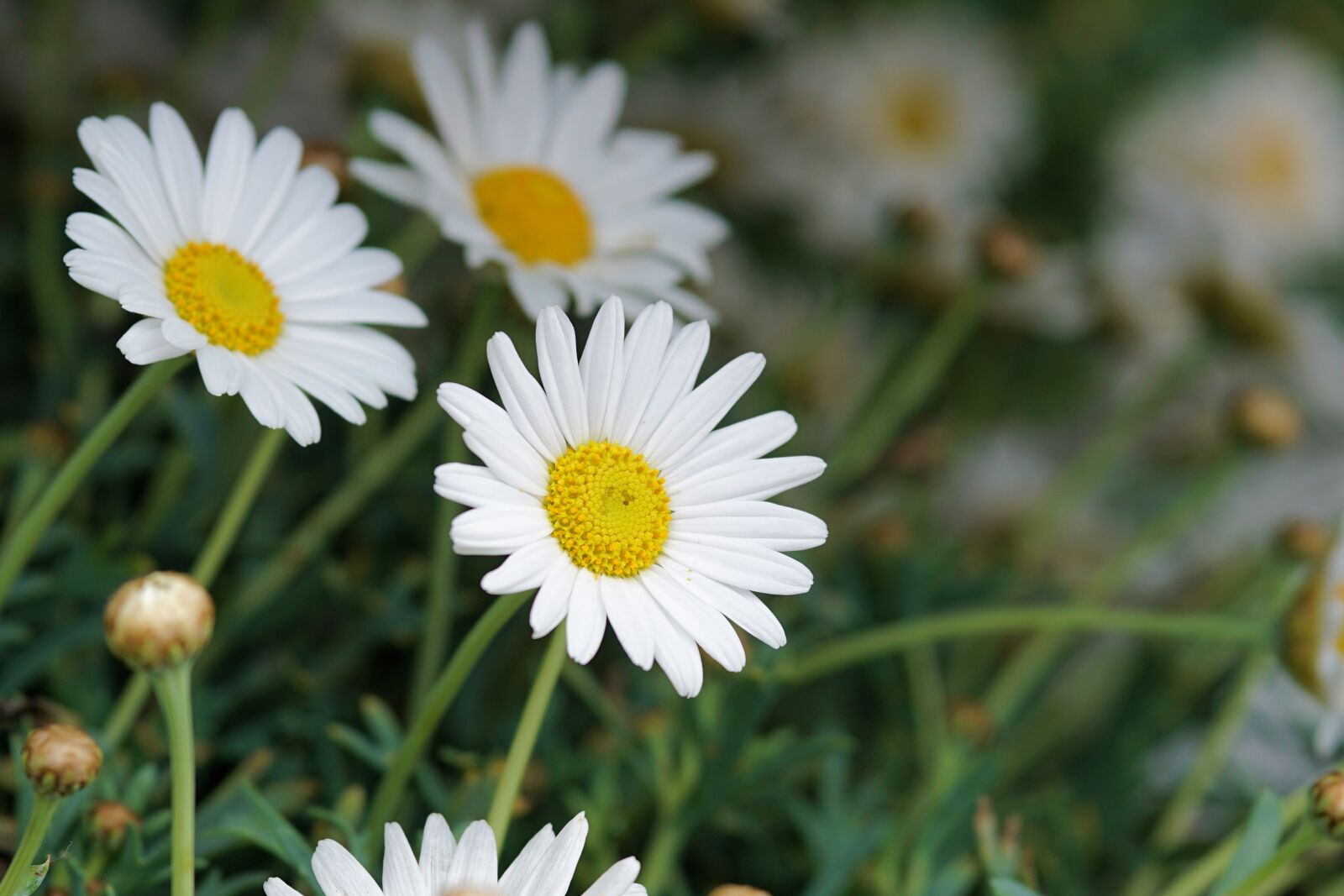 Sony a6000 + E 60mm F2.8 sample photo. Daisies, flower, blossom photography