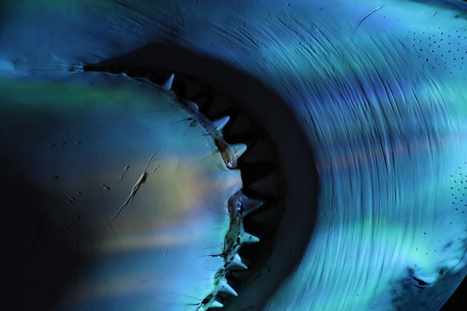 Canon EOS 7D Mark II sample photo. Animal, aquarium, big, danger photography