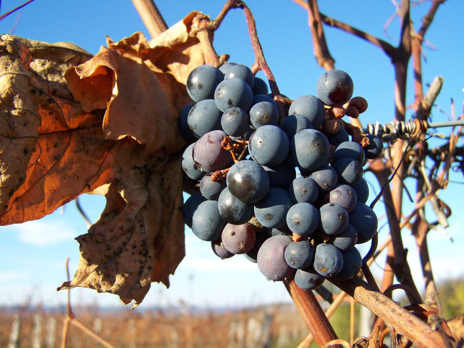 Kodak EASYSHARE ZD710 ZOOM DIGITAL CAMERA sample photo. Red grapes, autumn, ripe photography