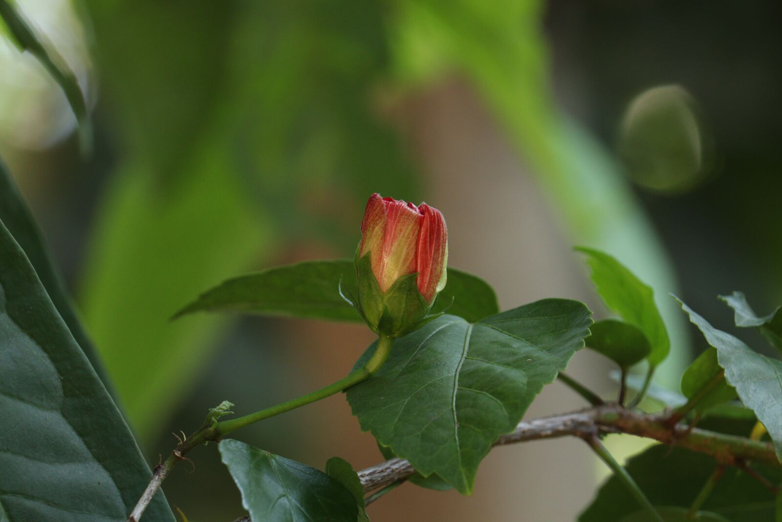 Canon EOS 250D (EOS Rebel SL3 / EOS Kiss X10 / EOS 200D II) sample photo. Green, leaf, flower photography