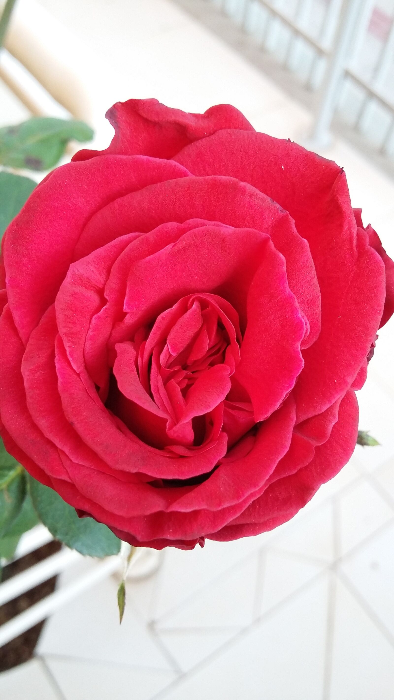 Samsung Galaxy Grand Prime sample photo. Rosa, flower, nature photography