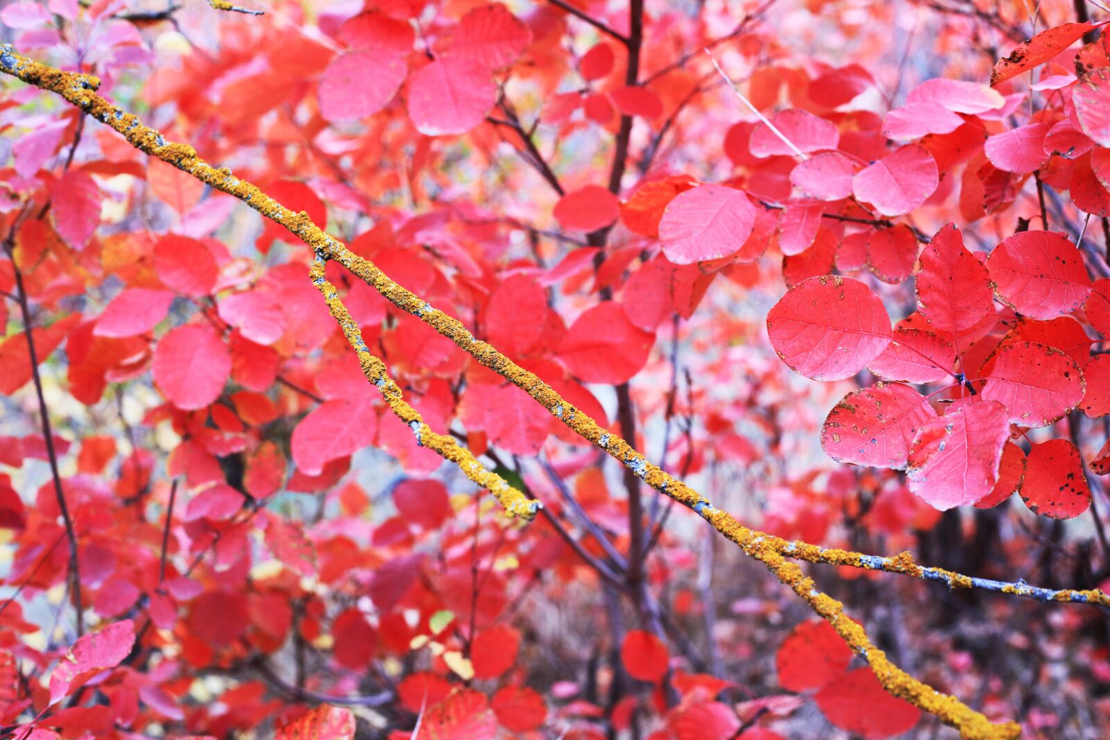 Canon EOS 5D Mark II sample photo. Autumn, leaves, autumn leaves photography