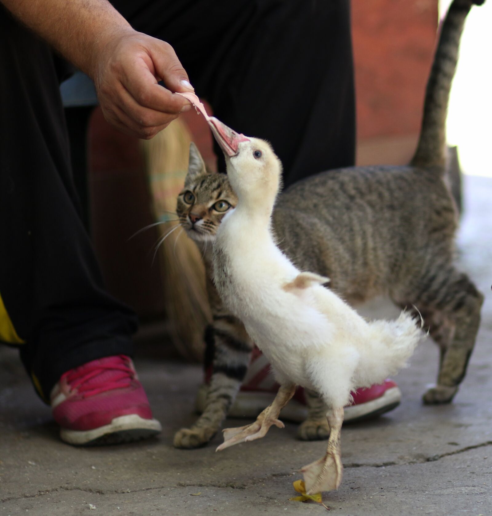 Canon EF 85mm F1.8 USM sample photo. Cat, rate, chicken photography