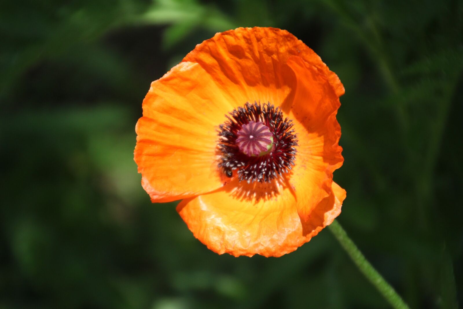 Canon EOS 100D (EOS Rebel SL1 / EOS Kiss X7) sample photo. Poppy, flower, yellow photography