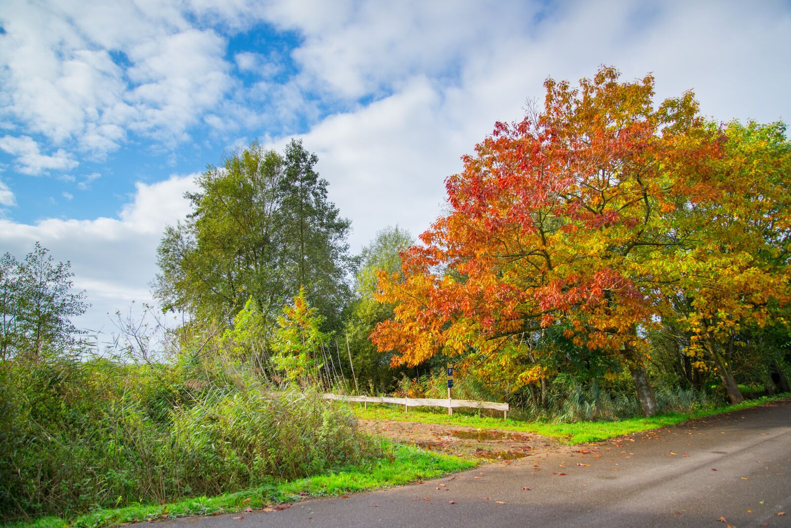 Nikon D610 sample photo. Autumn, tree, colorful photography