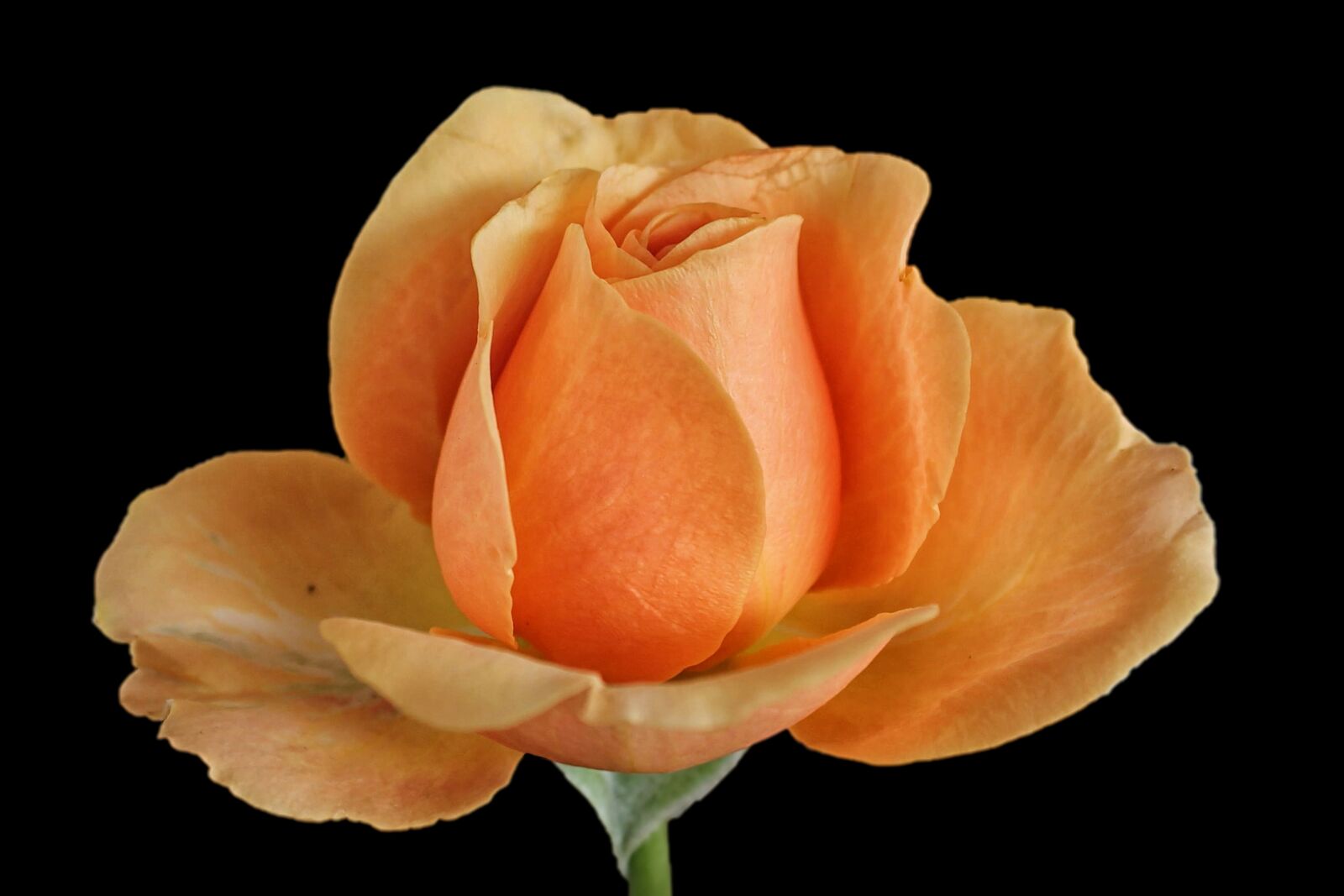 Canon EOS 1100D (EOS Rebel T3 / EOS Kiss X50) sample photo. Rose, rose bloom, orange photography