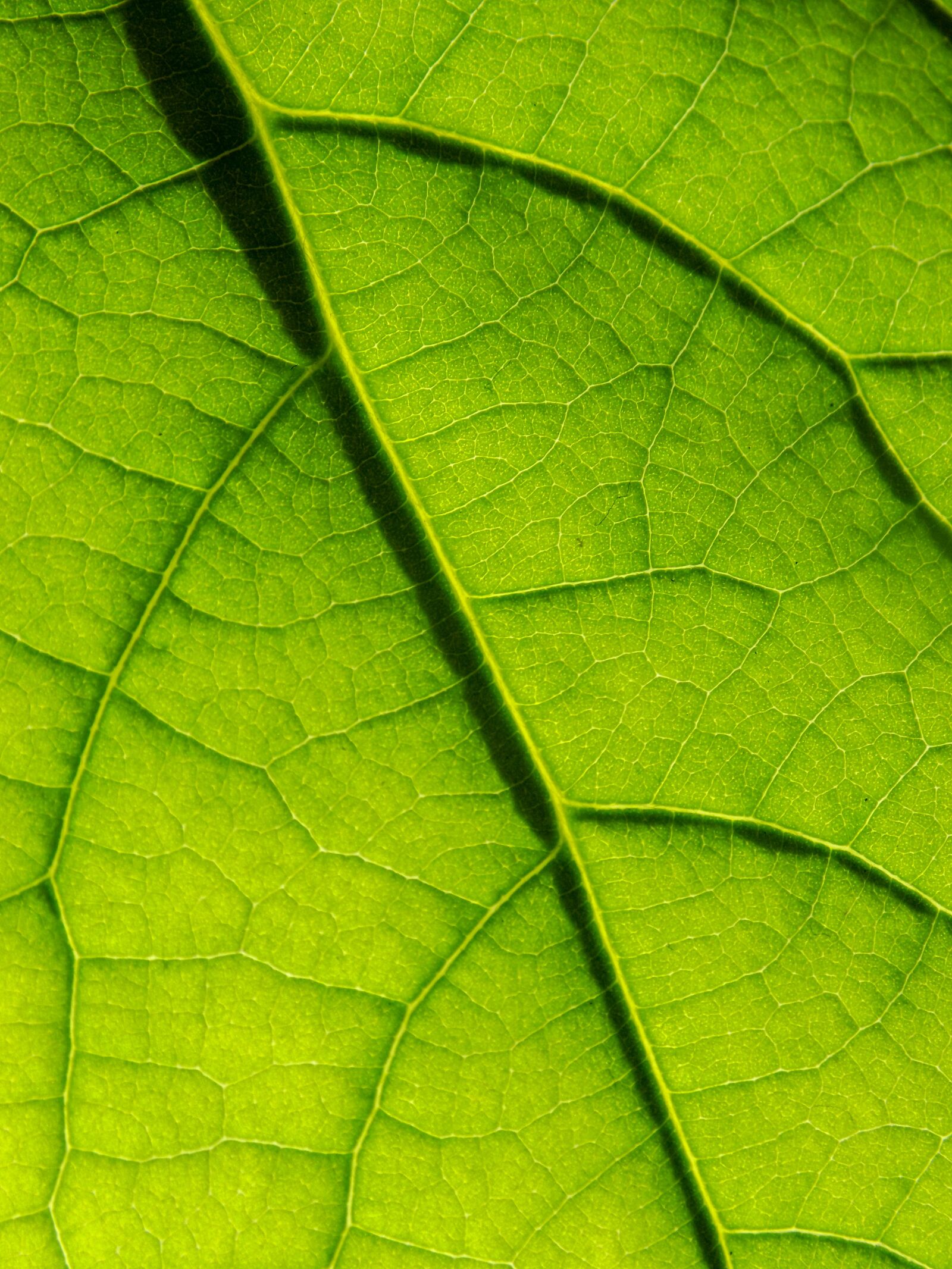 Nikon COOLPIX L330 sample photo. Leaf, macro, green photography