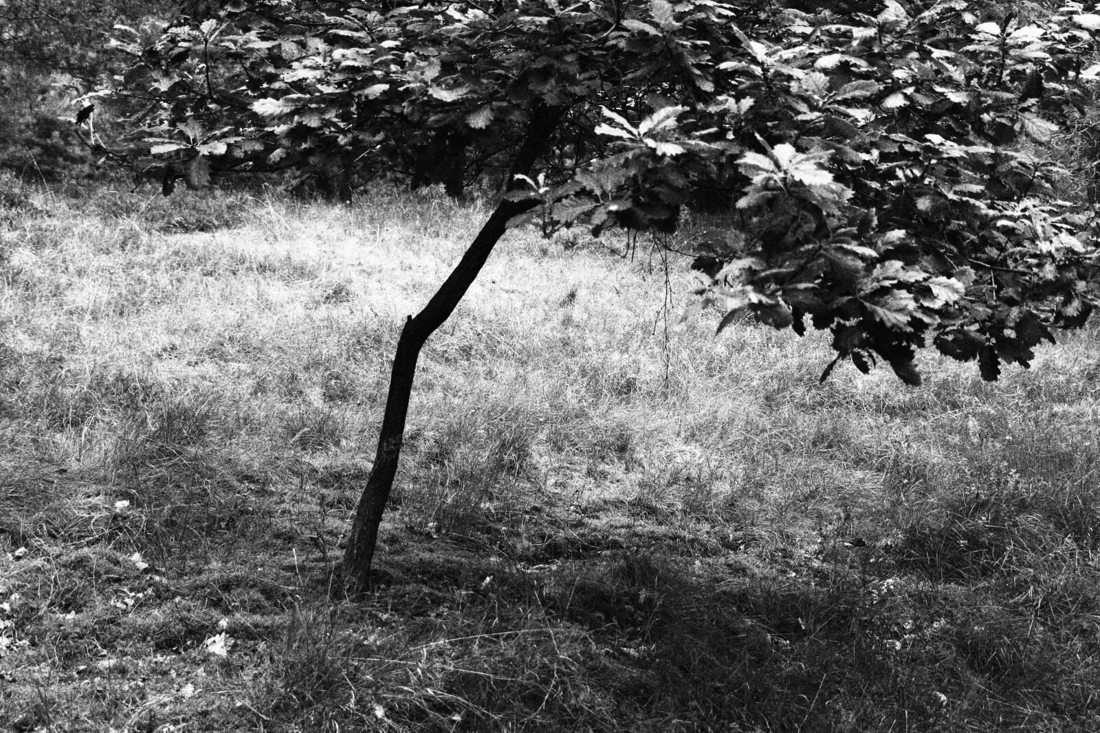 Canon EF-S 18-135mm F3.5-5.6 IS USM sample photo. Tree, forest, nature photography