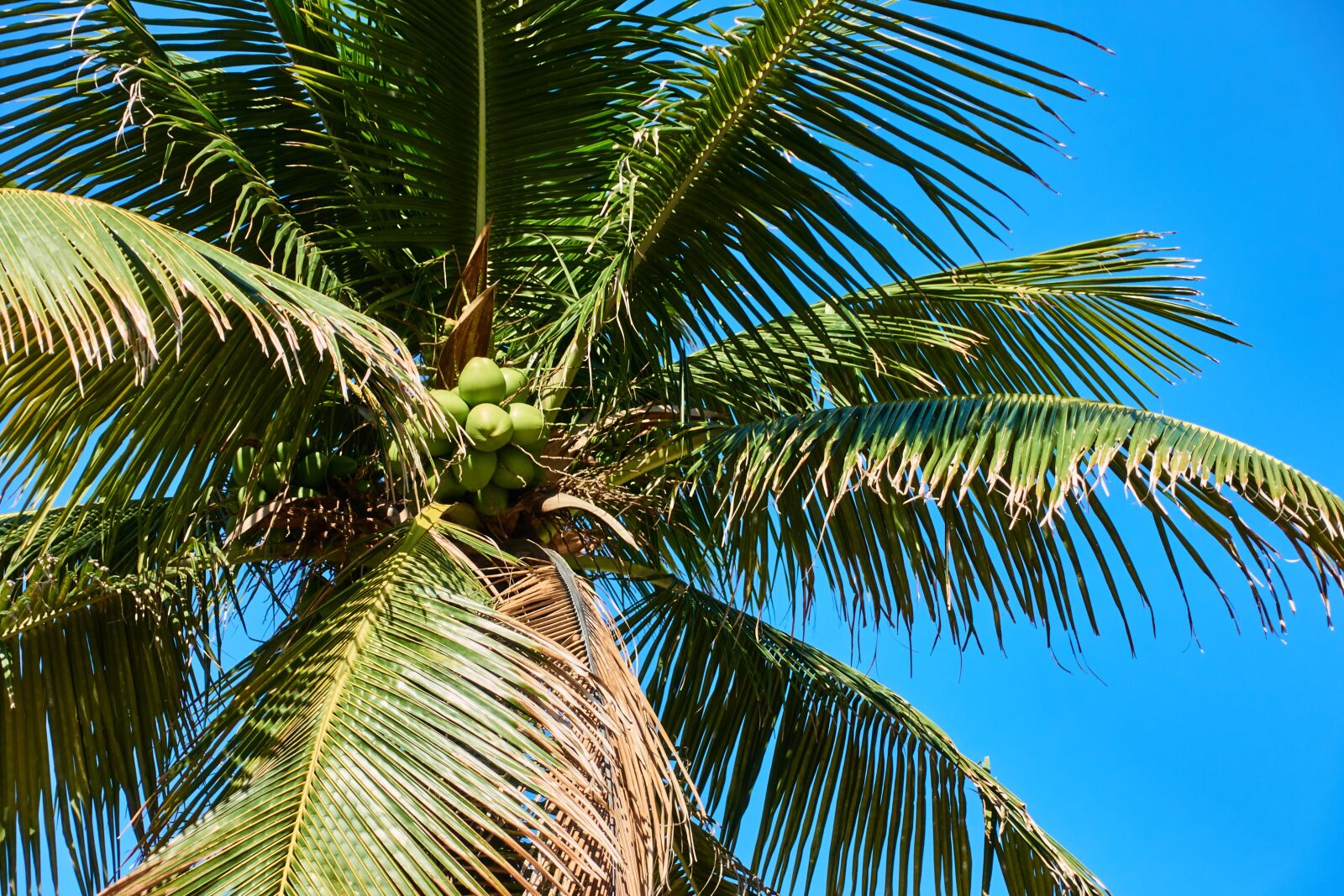 Sony Cyber-shot DSC-RX100 III sample photo. Rio de janeiro, brazil photography