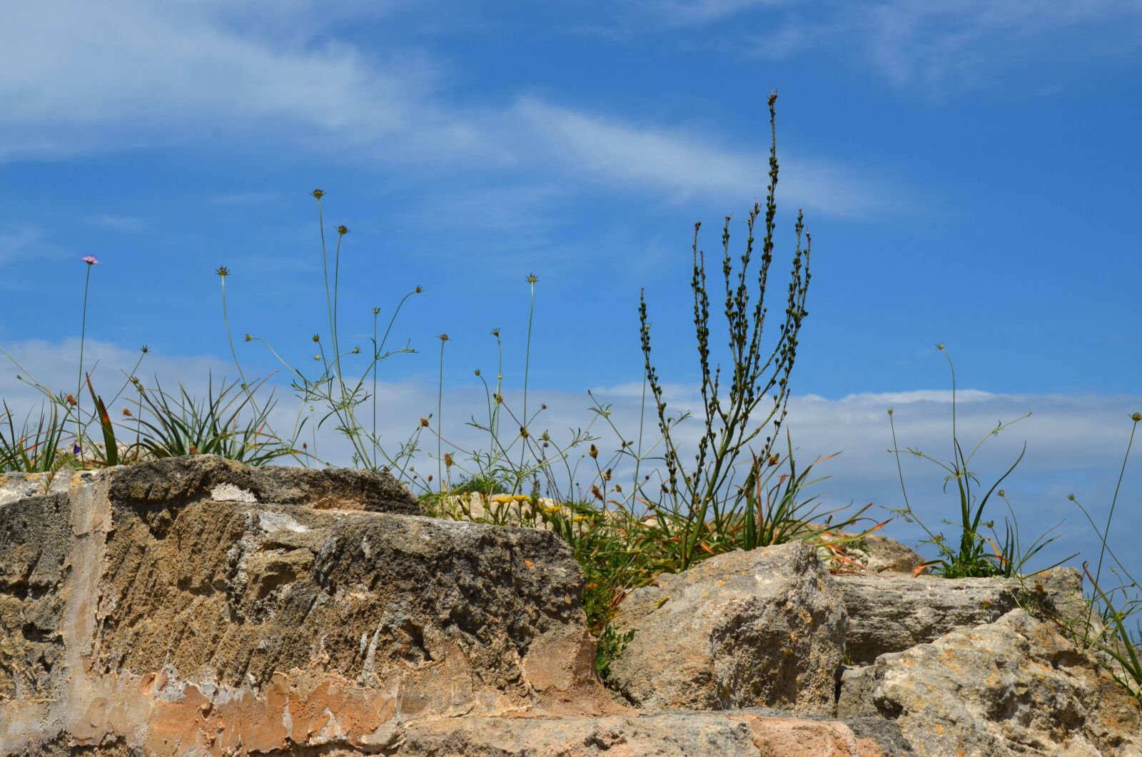 Nikon D5100 sample photo. Stones, plant, fouling photography