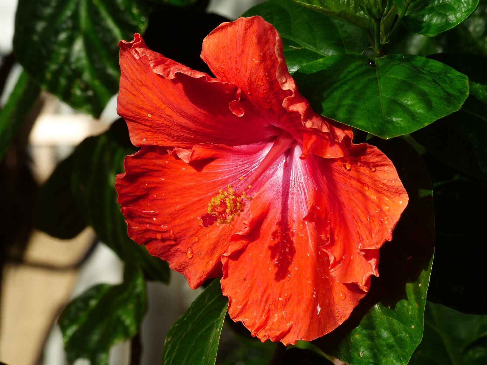 Panasonic Lumix DMC-FZ200 sample photo. Hibiscus, bloom, flower photography