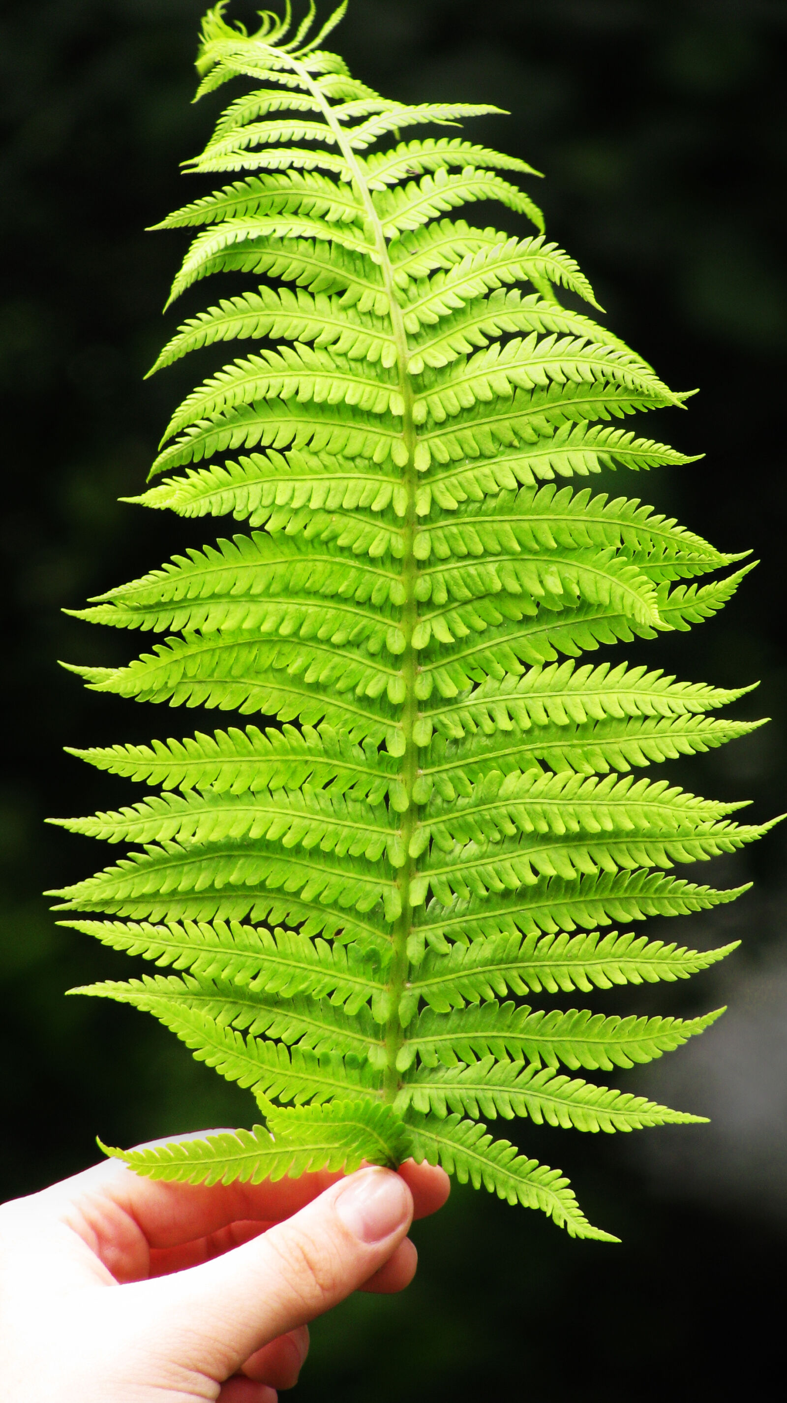 Canon POWERSHOT SX100 IS sample photo. Blurred, background, fern, green photography