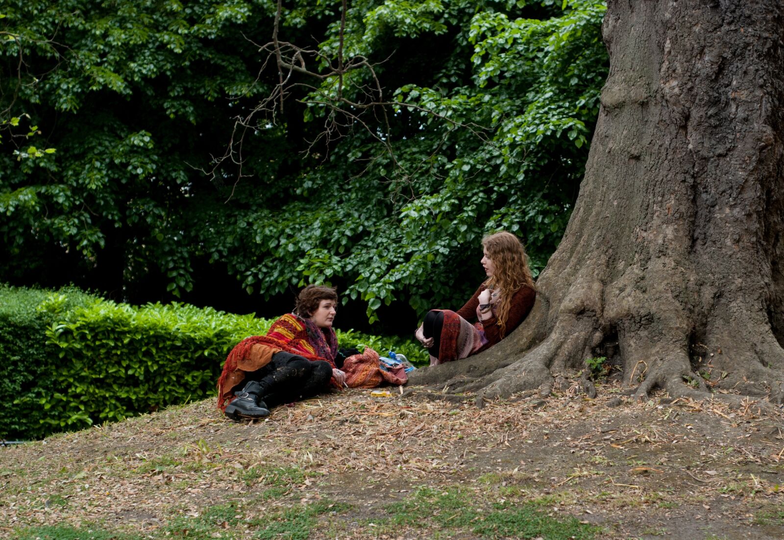 Nikon D80 sample photo. Ireland, park, old tree photography