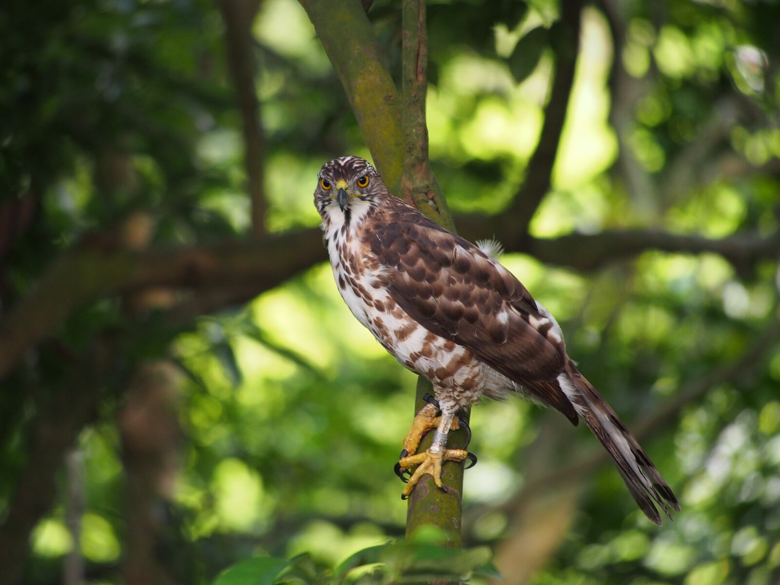 Panasonic Lumix G Vario 100-300mm F4-5.6 OIS sample photo. Fung head goshawk, ferocious photography