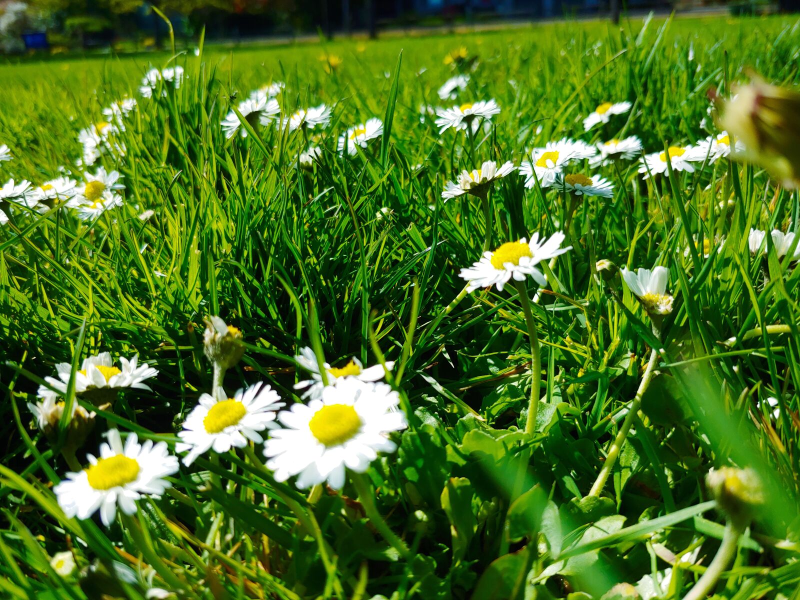 LG G7 THINQ sample photo. Grass, flowers, meadow photography