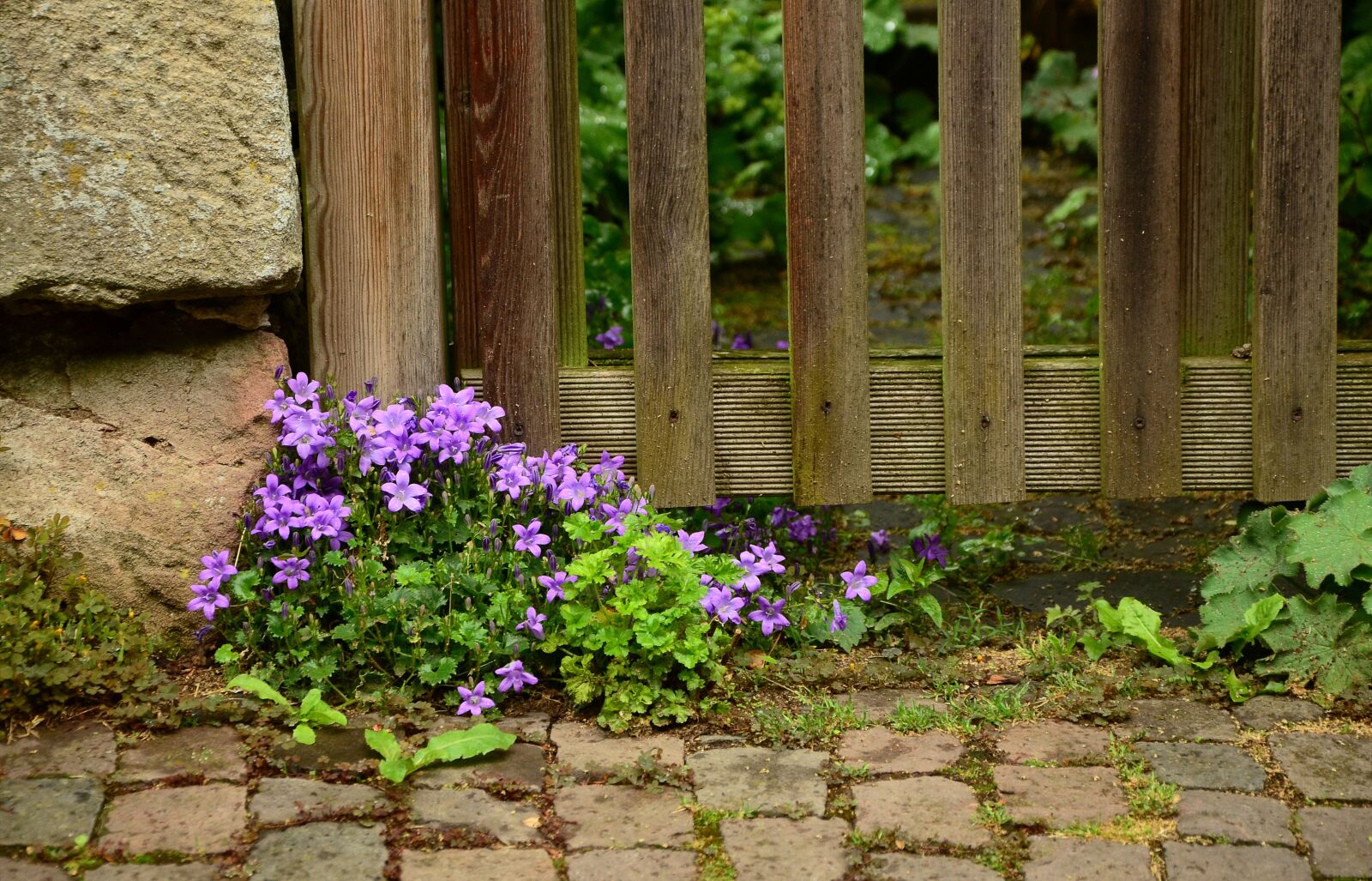 Nikon D5100 sample photo. Garden, garden fence, fence photography