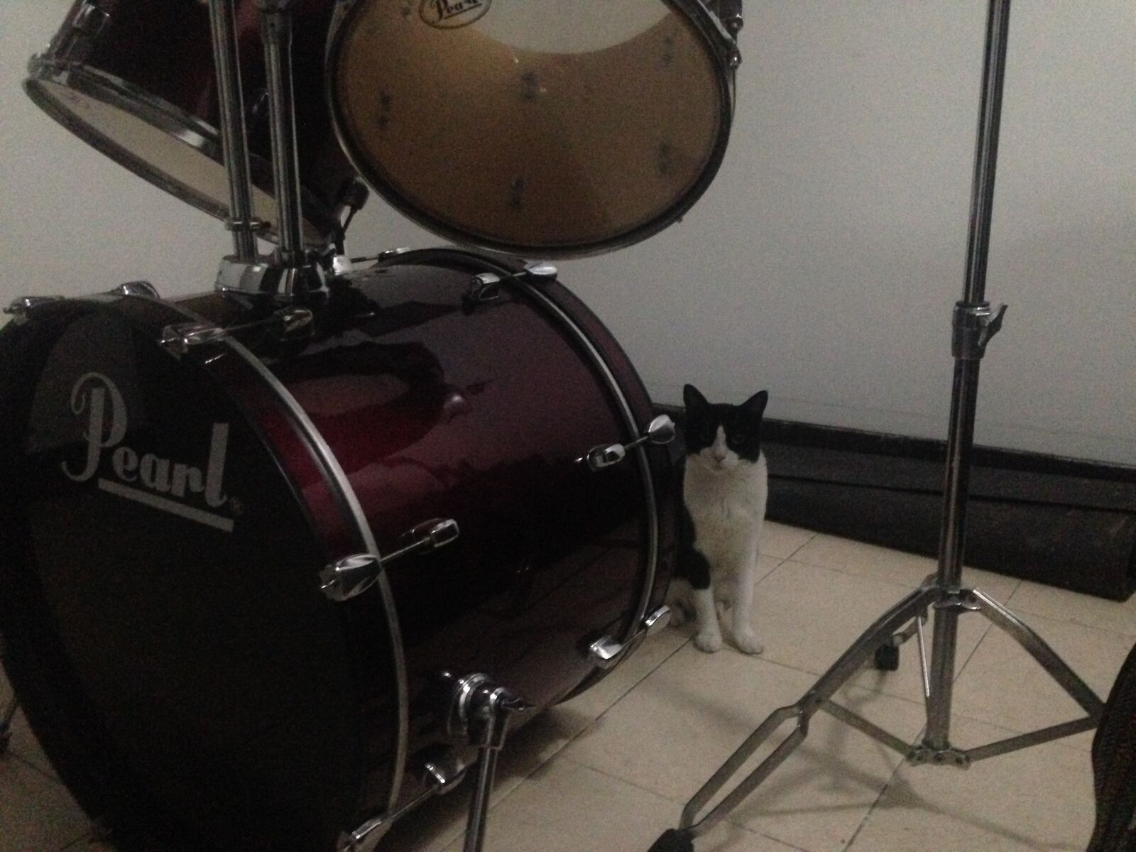 iPhone 5c back camera 4.12mm f/2.4 sample photo. Cat, drums, music photography