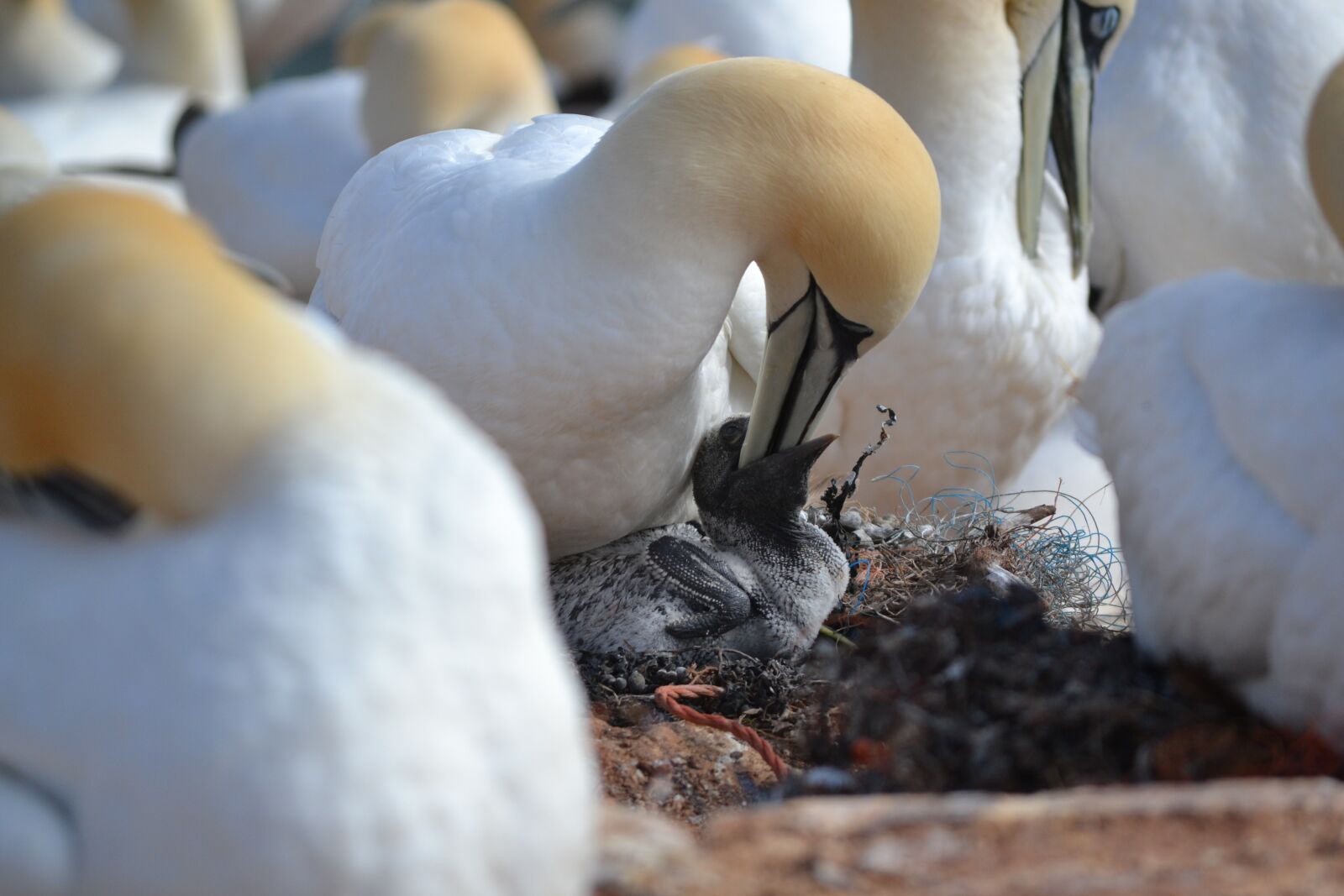 Nikon D3100 sample photo. Northern gannet, chicks, breed photography