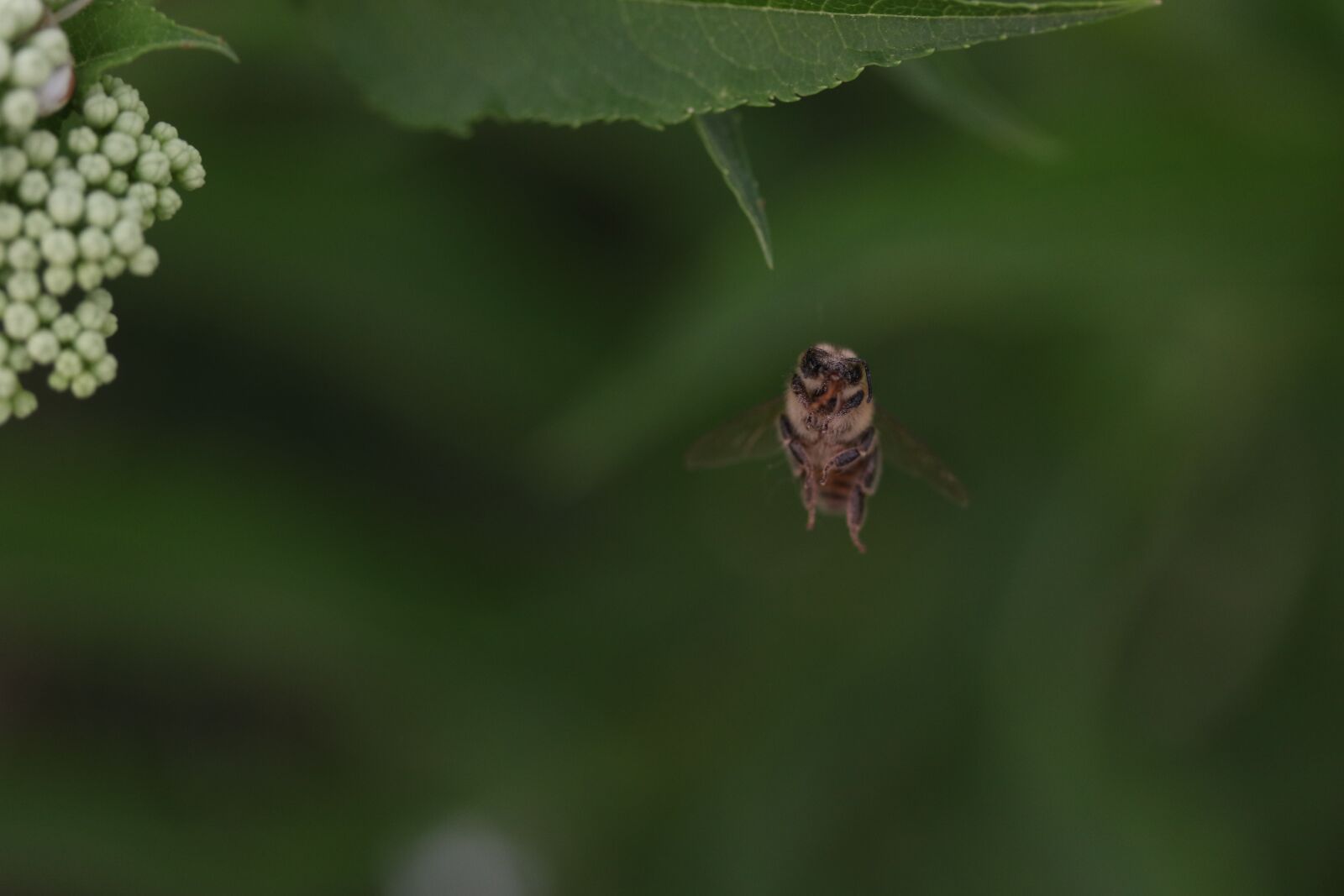 Canon EF-S 60mm F2.8 Macro USM sample photo. Bee, wings, insecta photography