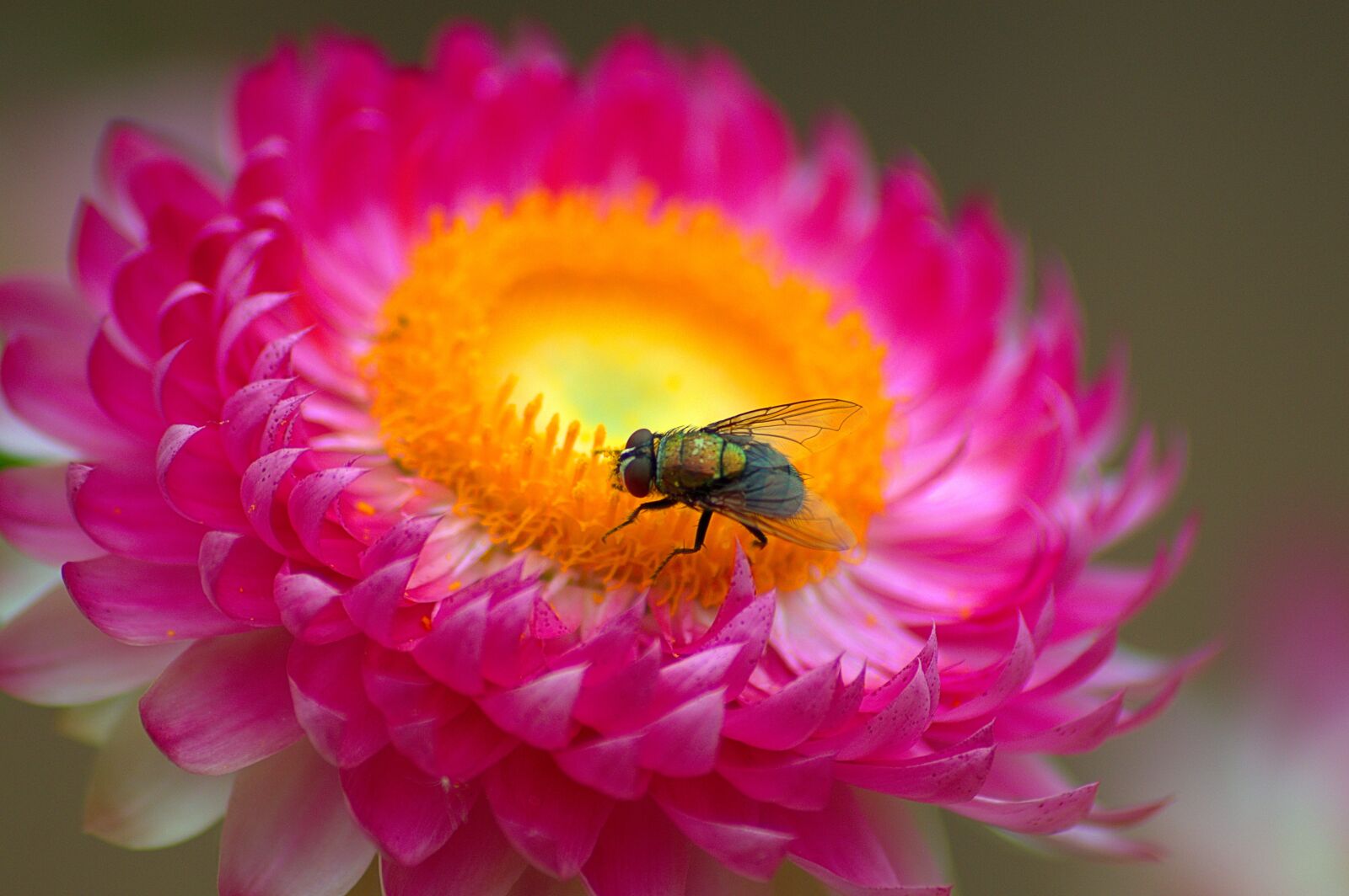 Nikon D3200 sample photo. Macro, fly, flower photography