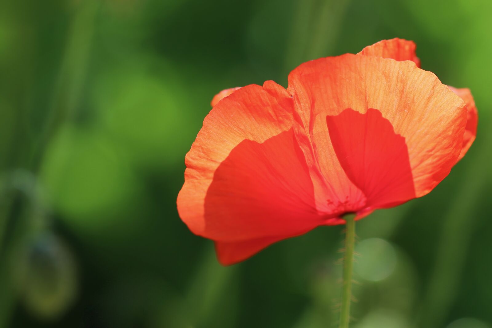 Canon EOS 800D (EOS Rebel T7i / EOS Kiss X9i) + Canon EF 100mm F2.8L Macro IS USM sample photo. Poppy flower, poppy, klatschmohn photography