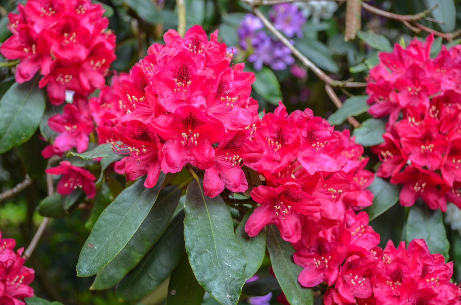 Nikon D5100 sample photo. Flower, plant, nature photography