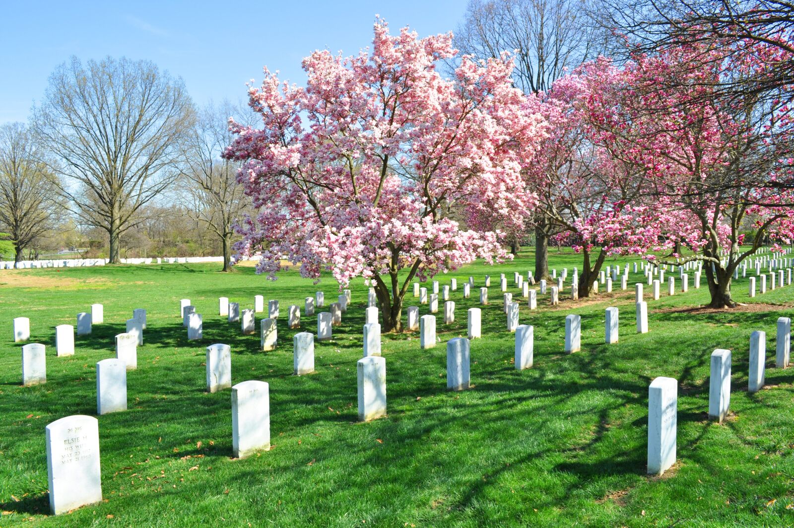 Nikon D5000 sample photo. Arlington, cemetery, blossom tree photography