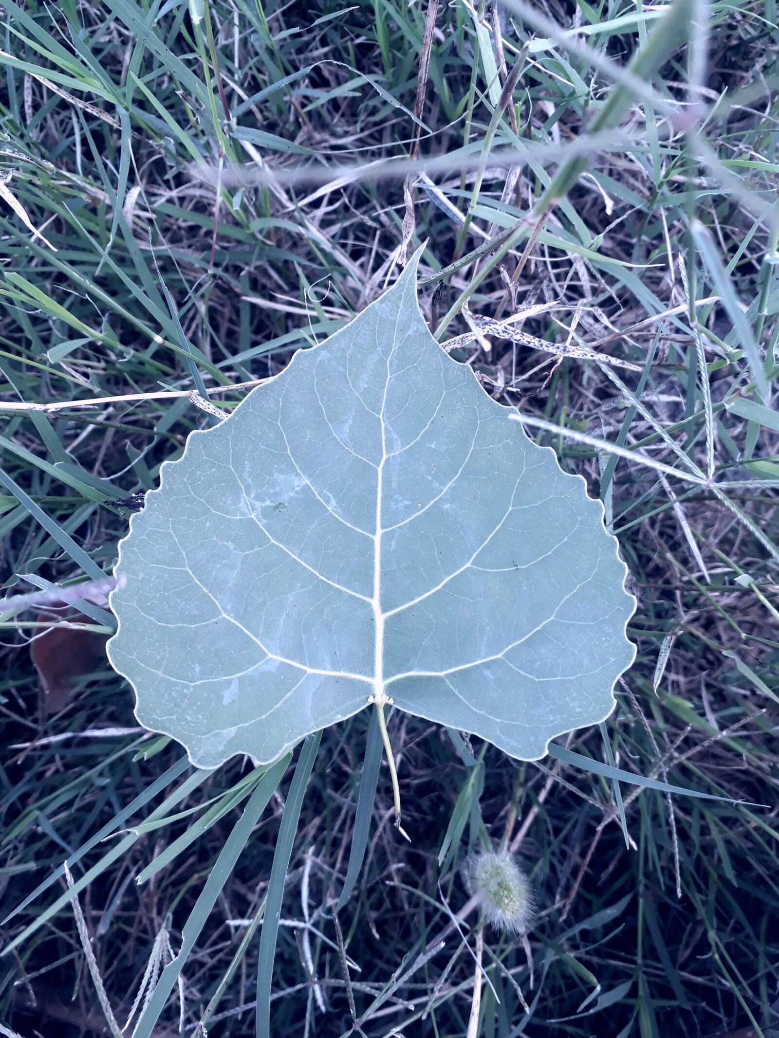 Samsung Galaxy J5 Prime sample photo. Leaf, grass, autumn photography