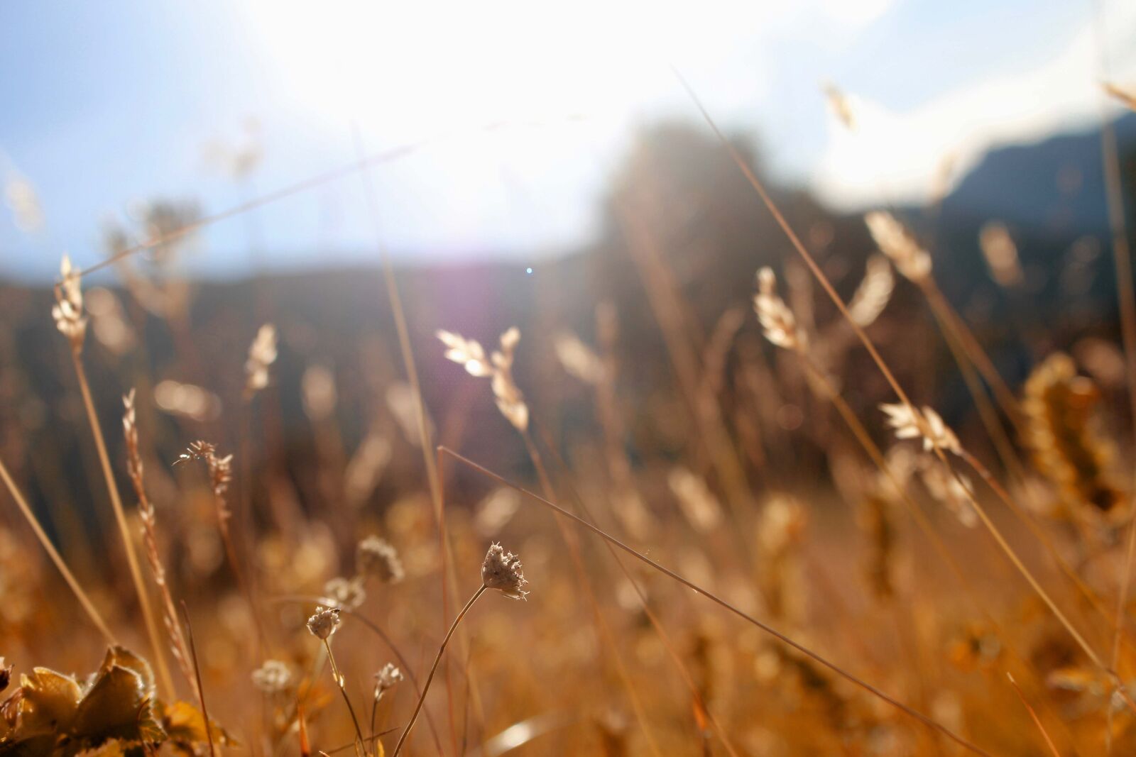 Canon EOS 700D (EOS Rebel T5i / EOS Kiss X7i) sample photo. Blur, close, up, countryside photography