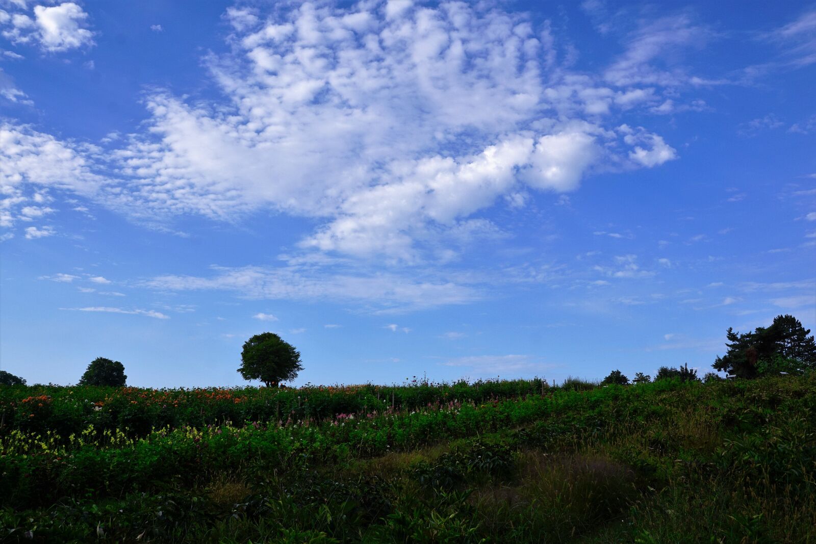 Sony ILCA-77M2 + Sony DT 16-50mm F2.8 SSM sample photo. Meadow, field, zollikon photography