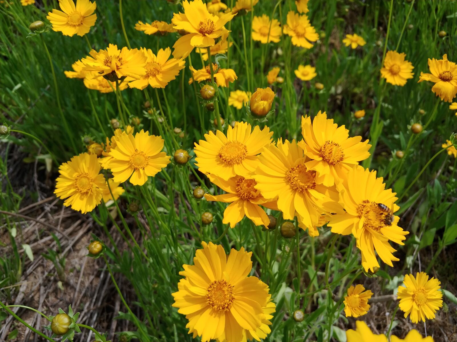 LG M-V300K sample photo. Summer, flowers, bee photography