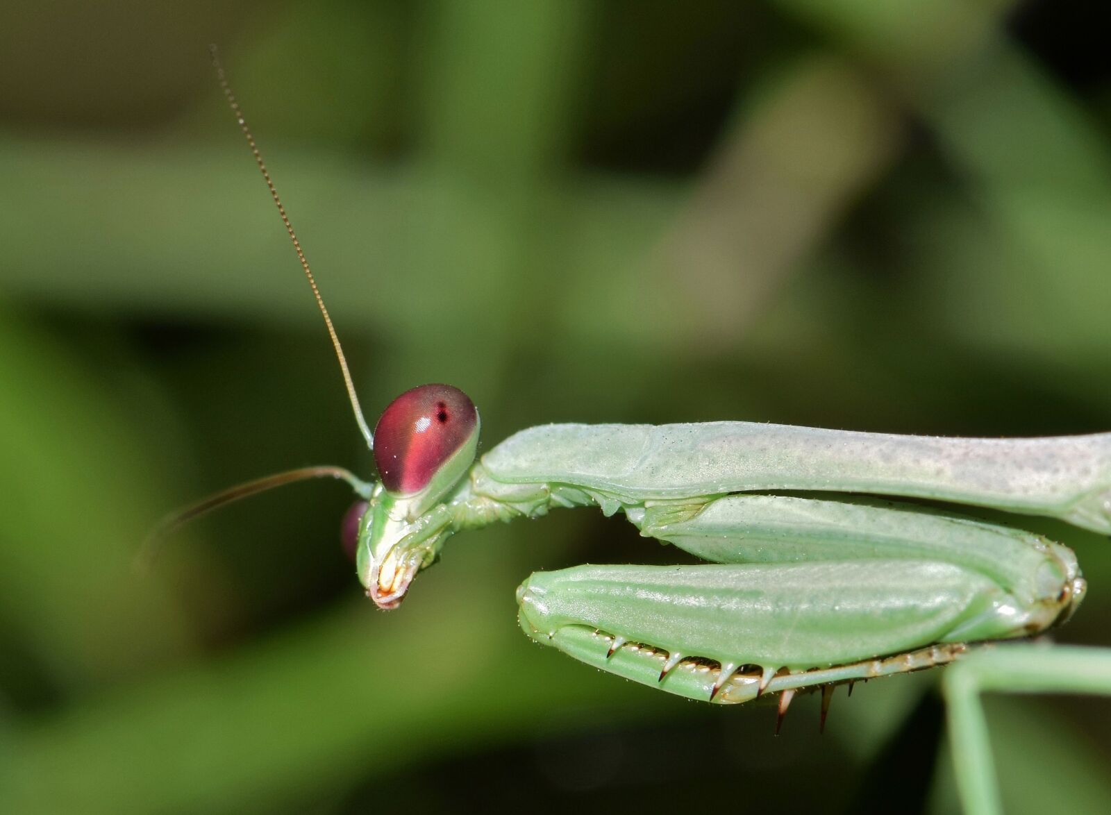 Nikon D5300 sample photo. Praying mantis, mantis, insect photography