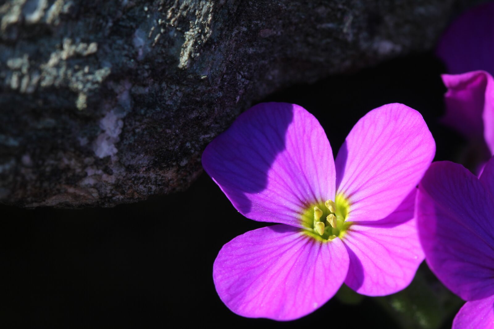 Canon EOS 60D sample photo. Pink, blossom, bloom photography