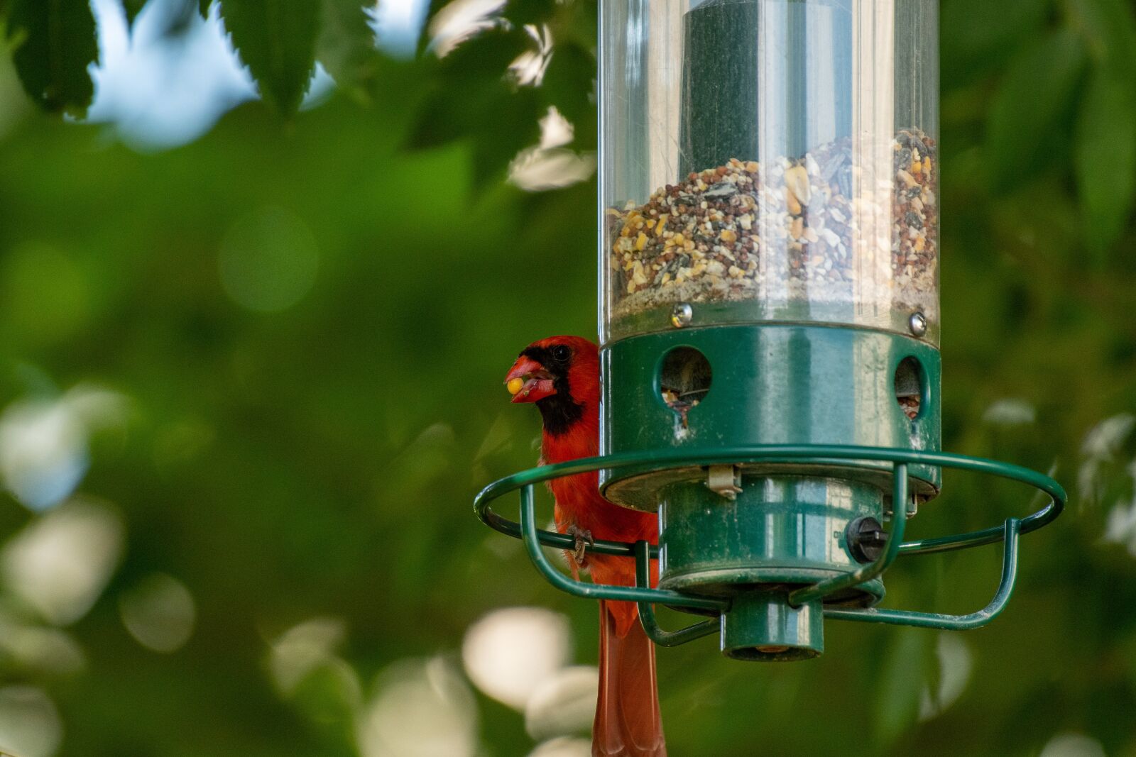 Nikon D500 sample photo. Bird feeder, bird, birdwatching photography