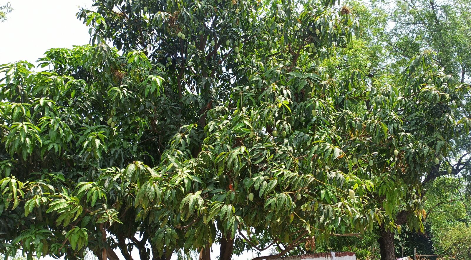 Xiaomi Redmi Note 8 Pro sample photo. Mangoes, tree, in india photography