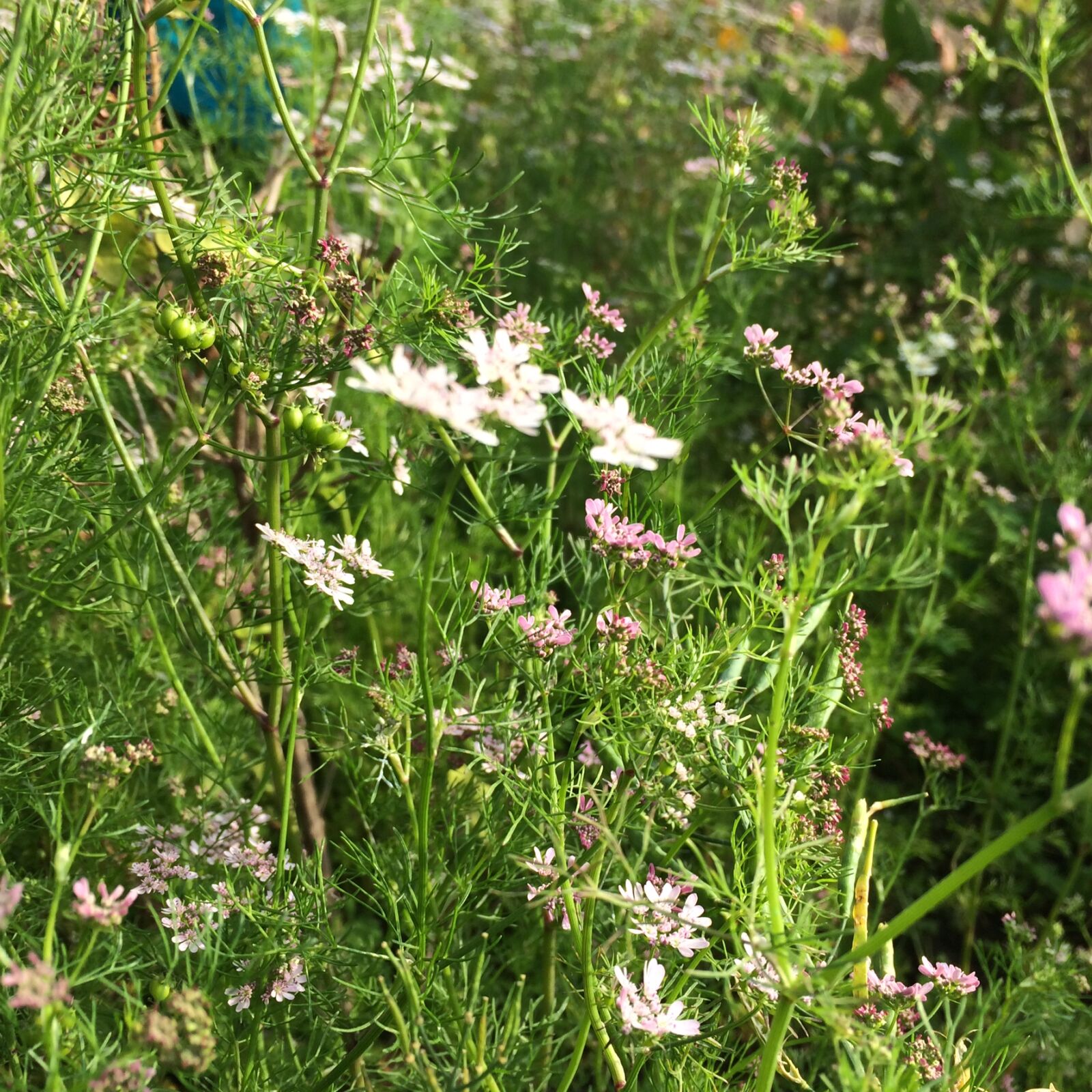 iPhone 5s back camera 4.15mm f/2.2 sample photo. Coriander, coriander, with, light photography