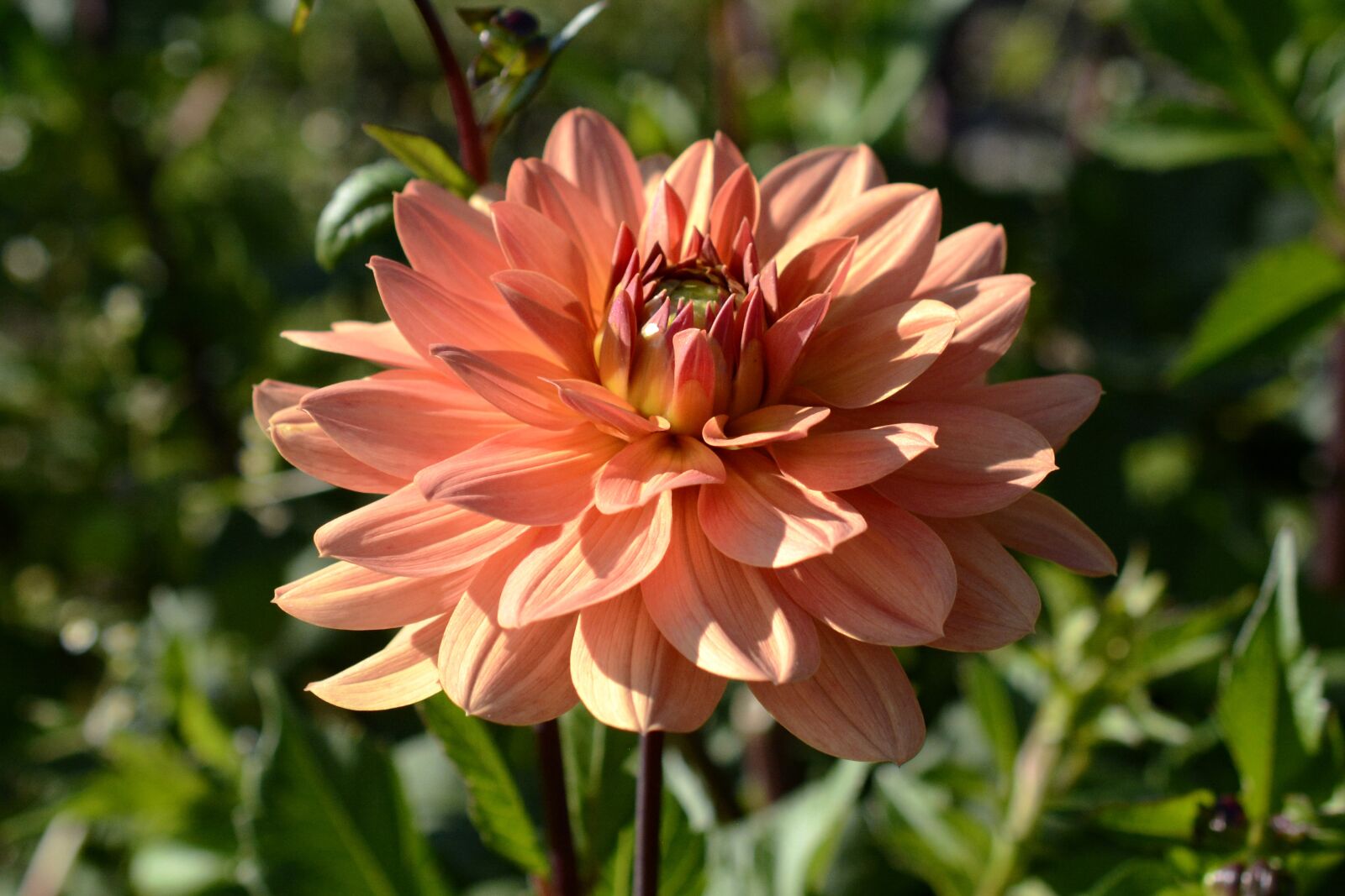 Nikon D7100 sample photo. Dahlia, flower, blossom photography