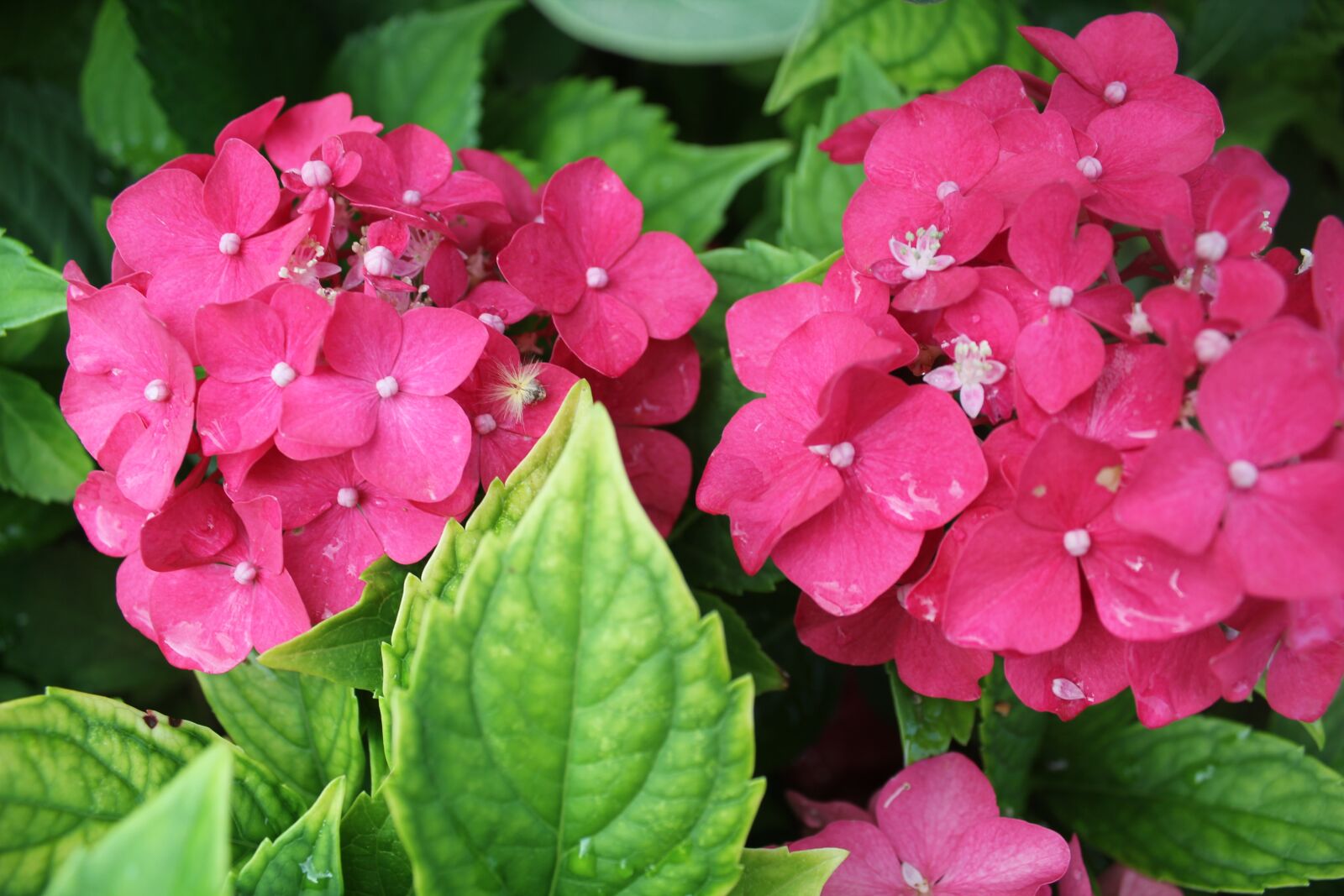 Canon EOS 550D (EOS Rebel T2i / EOS Kiss X4) sample photo. Garden, flower, tipster photography