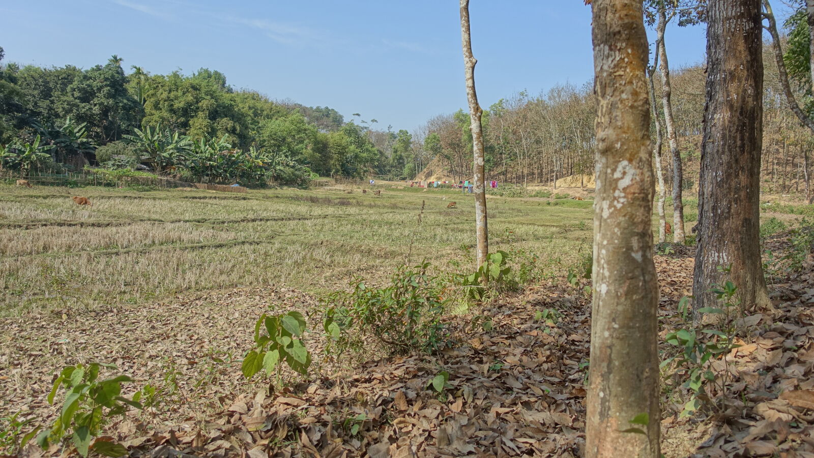 Sony Cyber-shot DSC-RX100 III sample photo. Nature photography