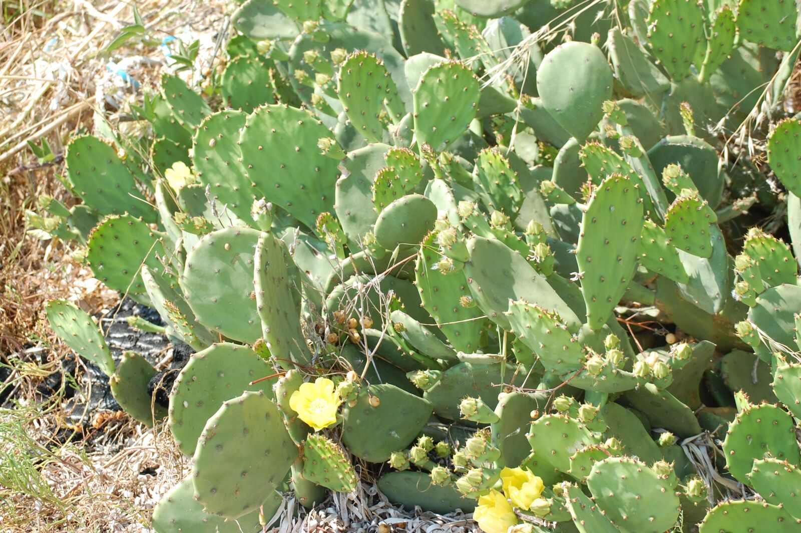Nikon D40 sample photo. Cactus, flore, flores photography