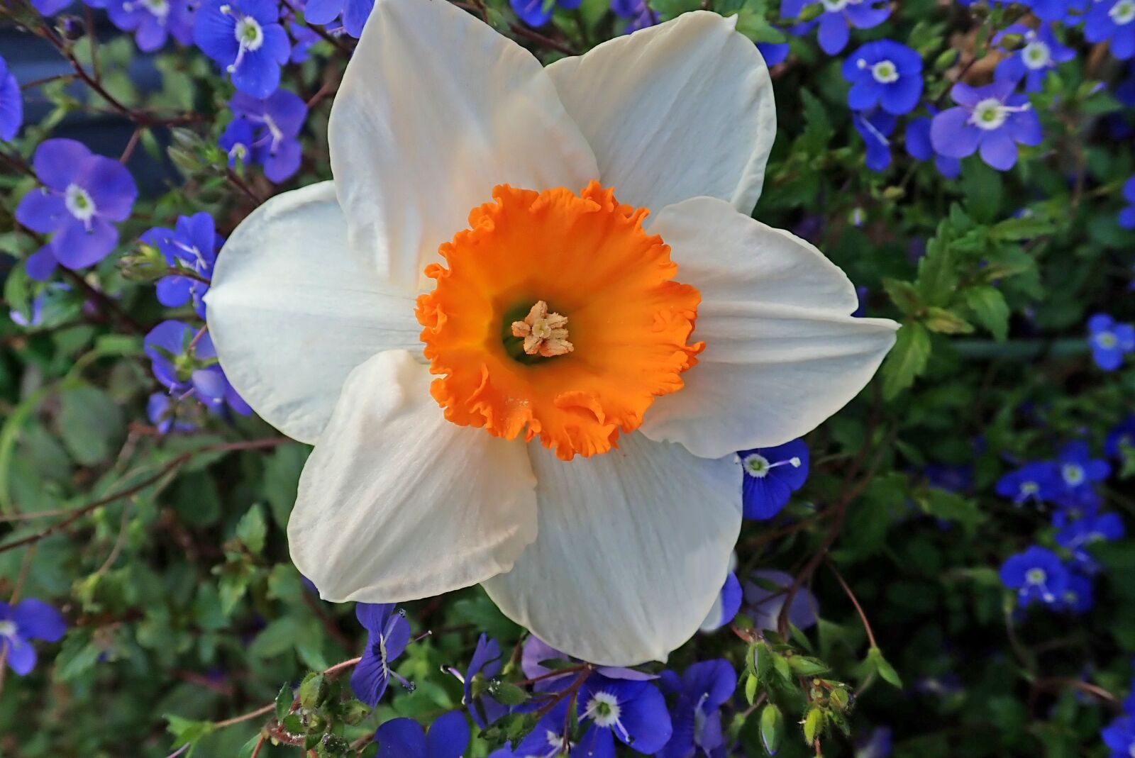 Olympus TG-5 sample photo. Daffodil, white, flower photography