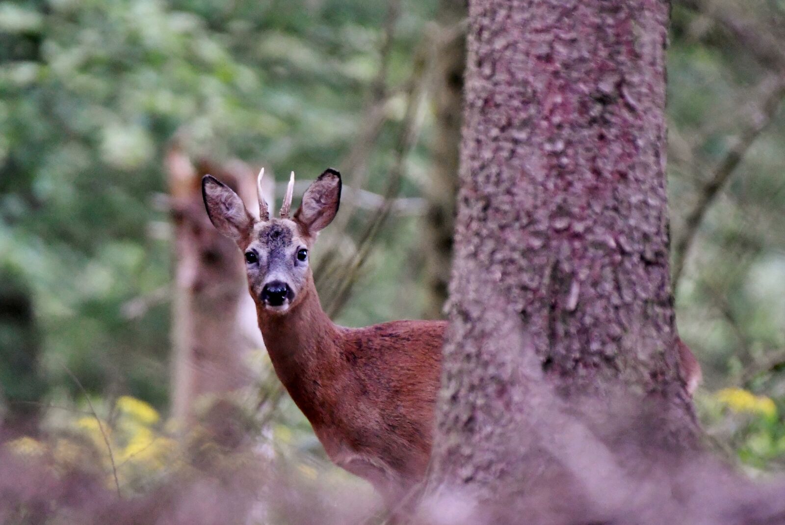 Nikon D500 sample photo. Reebok, ree, wild photography