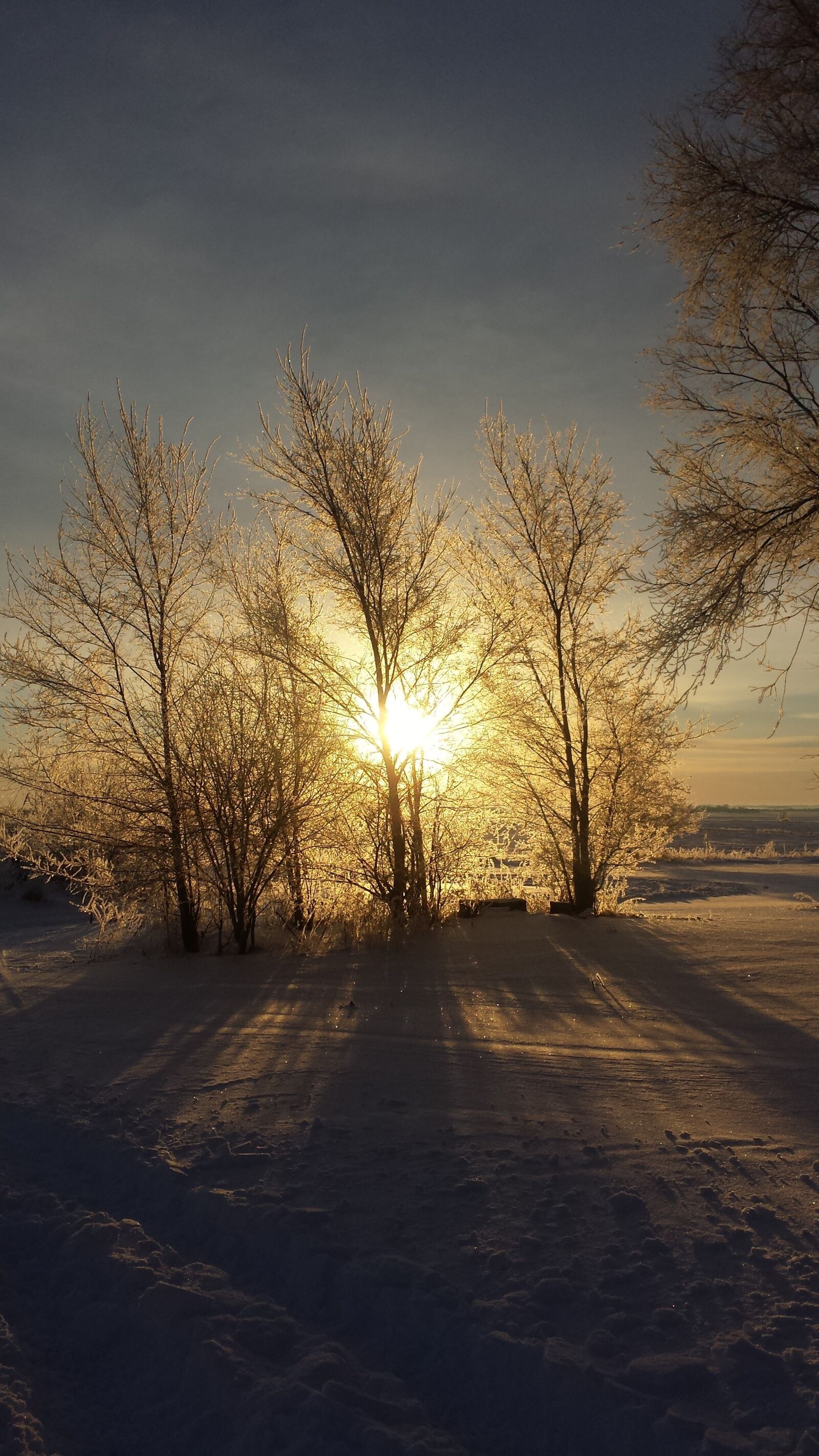 Samsung Galaxy S4 sample photo. Sunrise, trees, snow photography