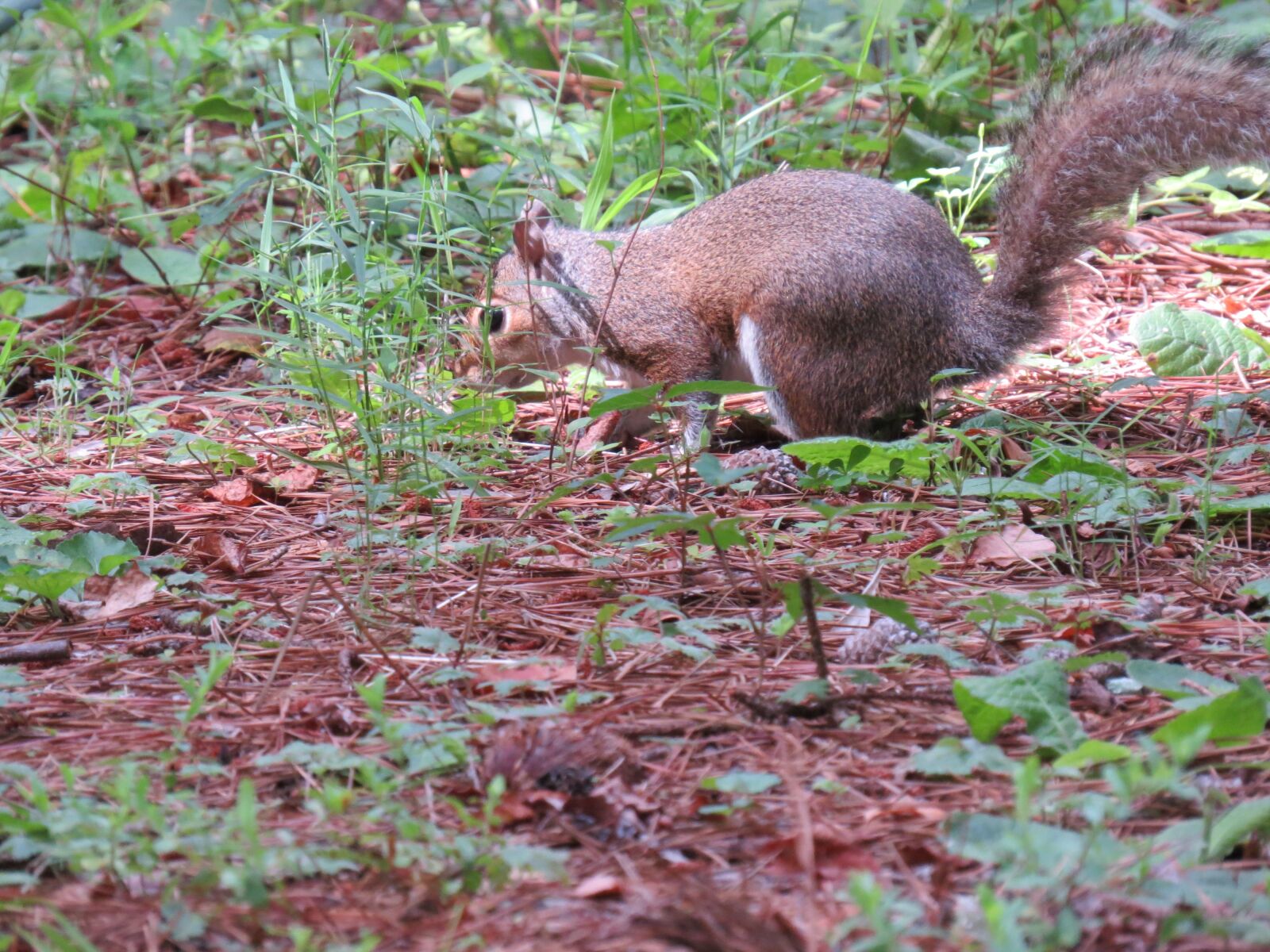 Canon PowerShot SX50 HS sample photo. Squirrel, animal, summer photography