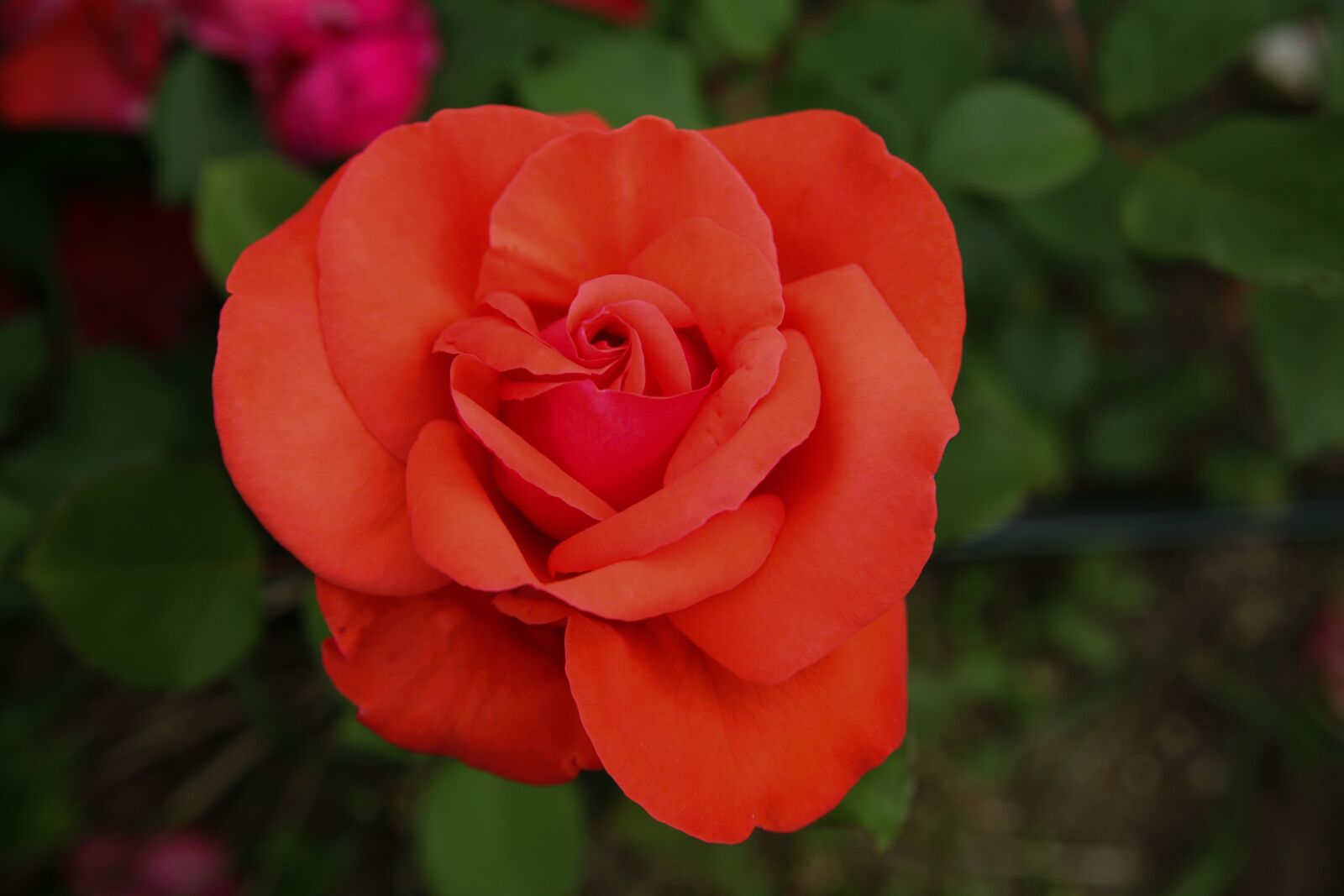 Canon EOS 5D sample photo. Rose, flowers, rose garden photography