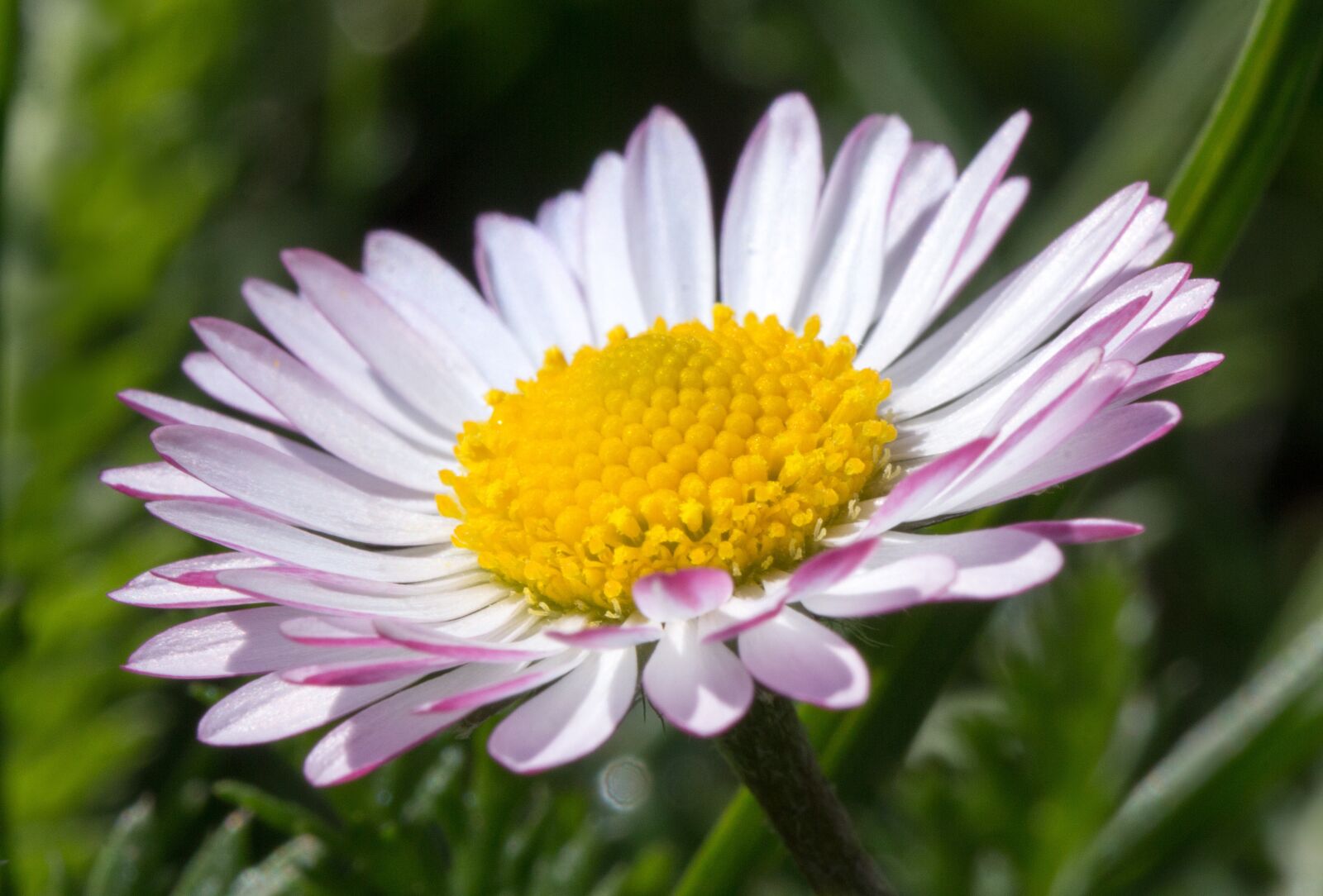 Canon EOS 60D sample photo. Daisy, blossom, bloom photography