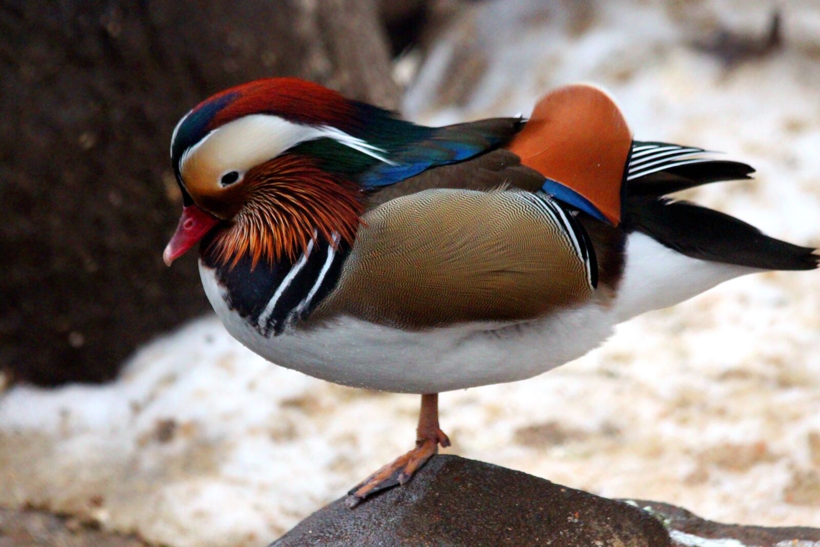 Canon EOS 650D (EOS Rebel T4i / EOS Kiss X6i) sample photo. Mandarin duck, duck, aix photography
